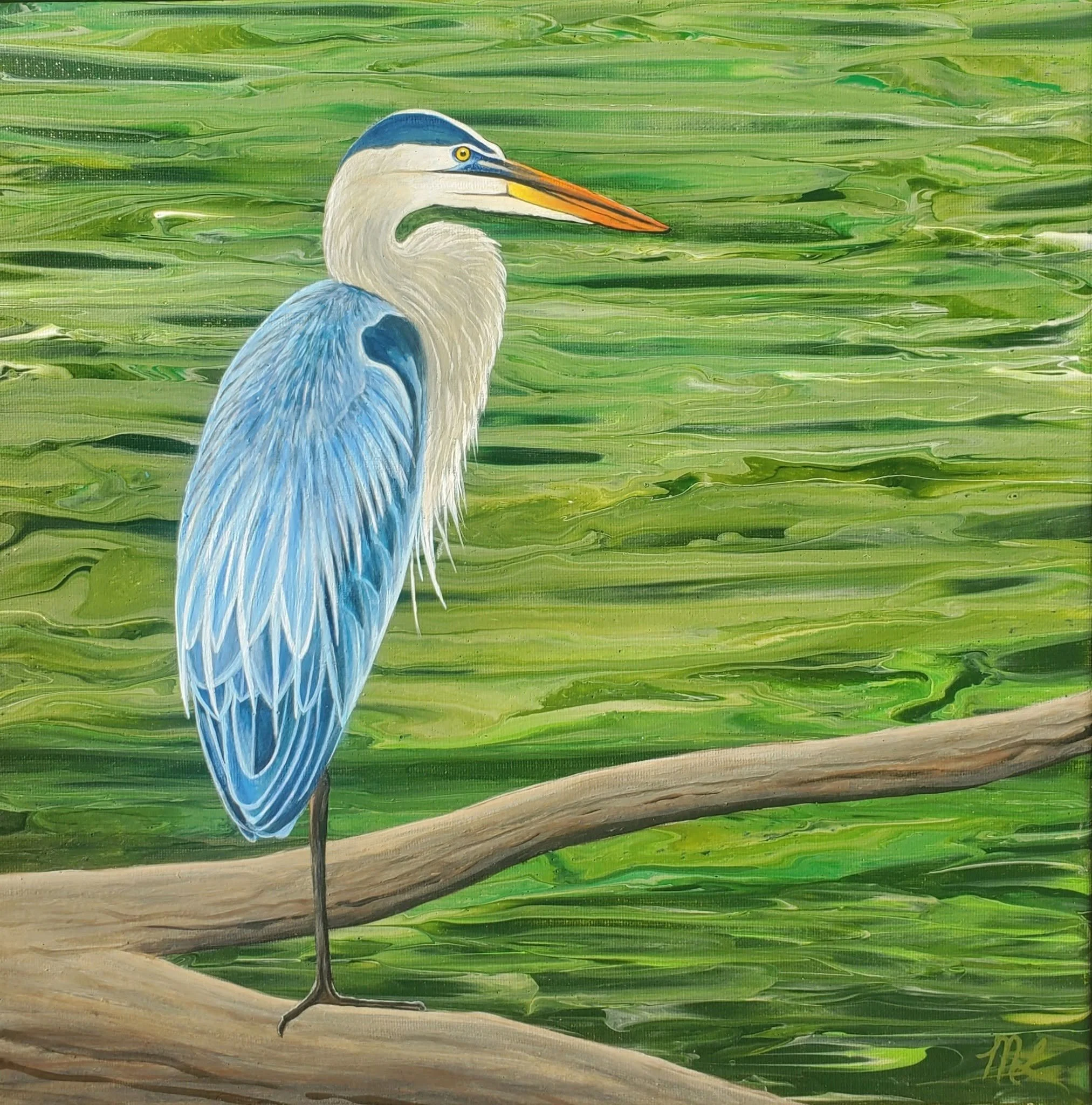"Blue Heron on the Green Lake" - Prints for Sale 8" X 8"  $20,   12' X 12"  $40