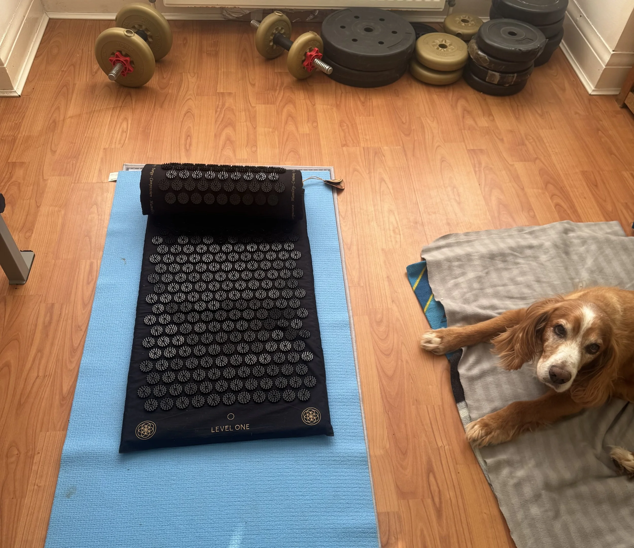 A light blue yoga mat with black acupressure massage roller on top, positioned on a wooden floor in a room. In the background, there are black and beige weight plates stacked against the wall, and a pair of dumbbells with beige weights on either side of a black weight. A golden retriever dog is resting on a blanket on the floor, partially visible in the bottom right corner.