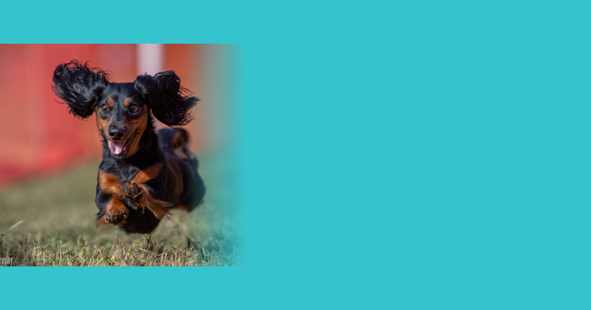 Long-haired Dachshund sprinting during a Fast CAT event at Tailwaggers Learning Center, showcasing speed, athleticism, and the excitement of canine sports.