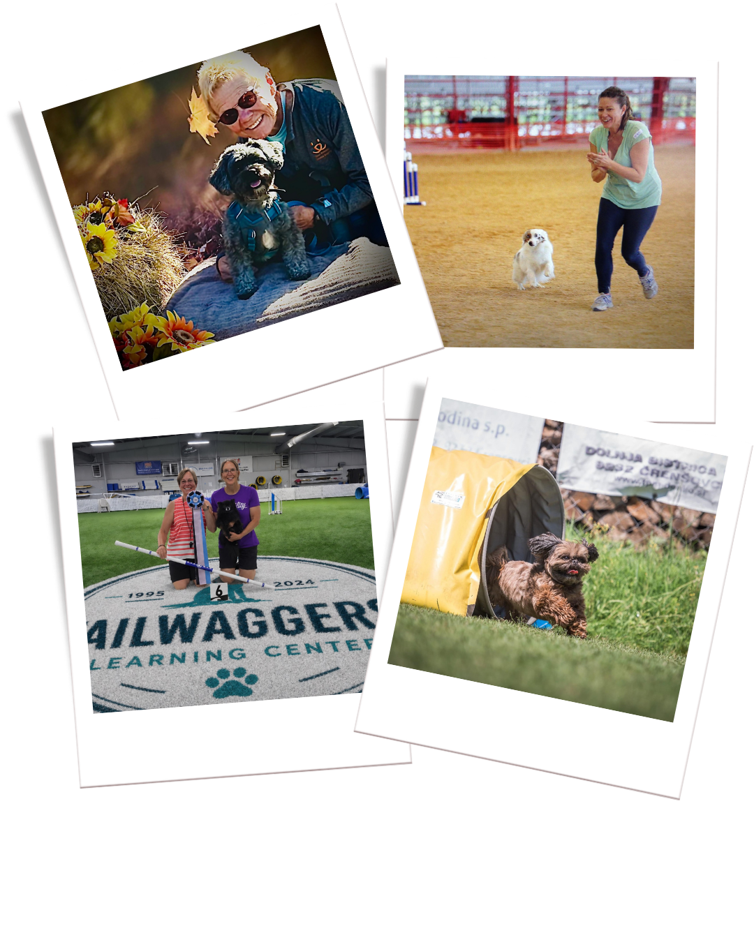 Photo collage of Tailwaggers Learning Center members, dogs, agility training, and AKC dog agility events in South Florida.