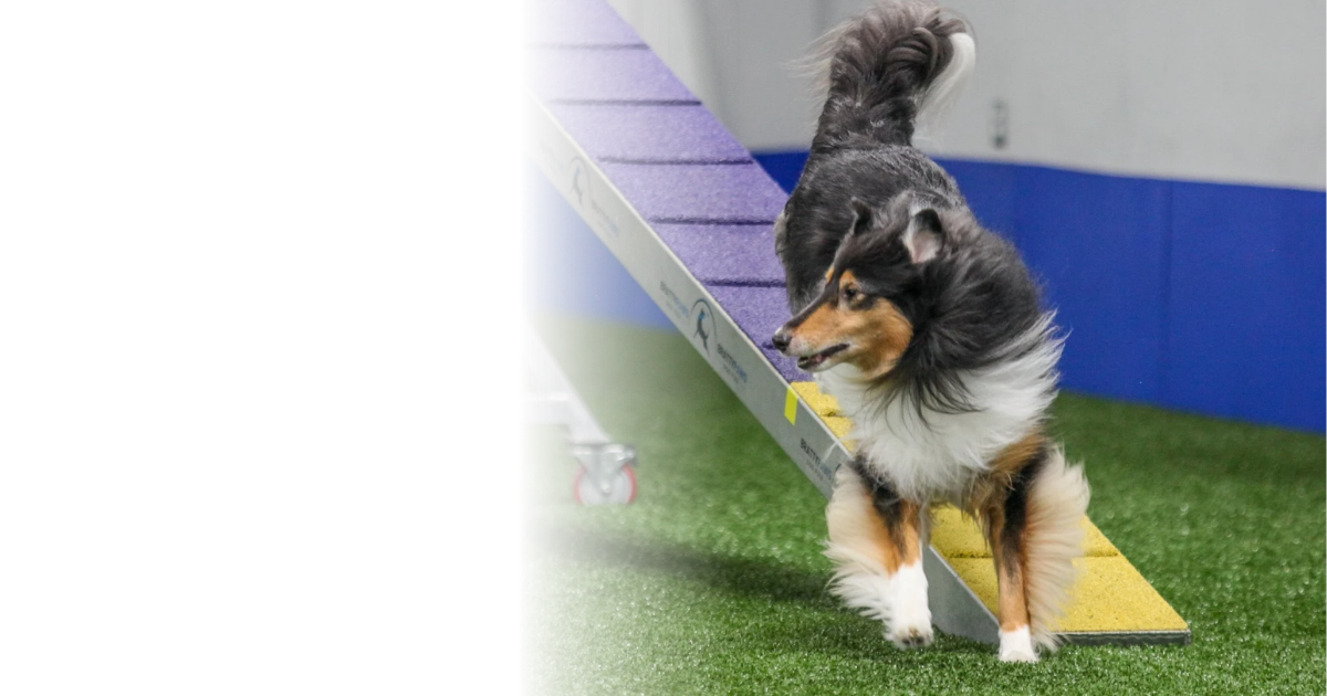 Rough Collie confidently performing the dog walk obstacle during agility training at Tailwaggers Learning Center in Loxahatchee, Florida.
