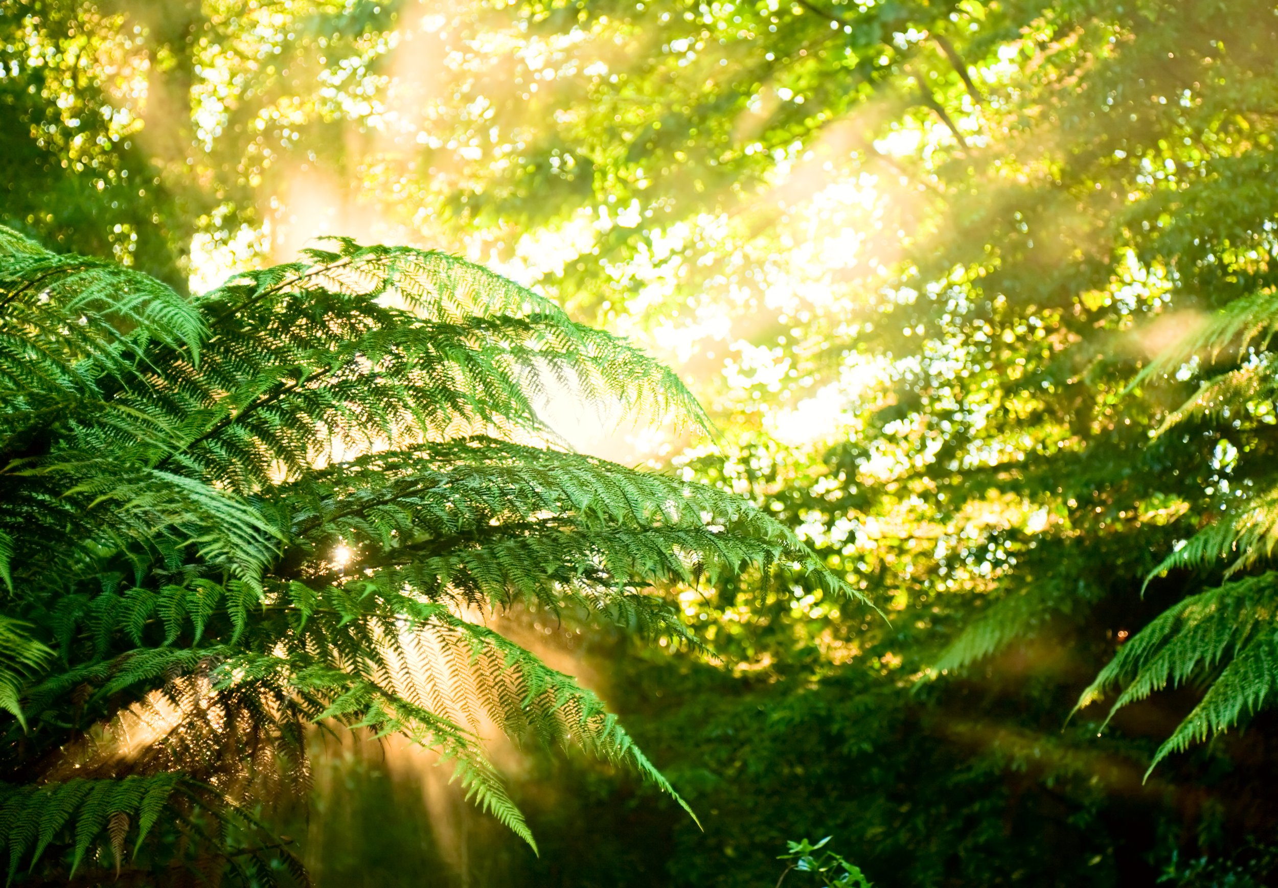 Sunlight filtering through native fern fronds, New Zealand