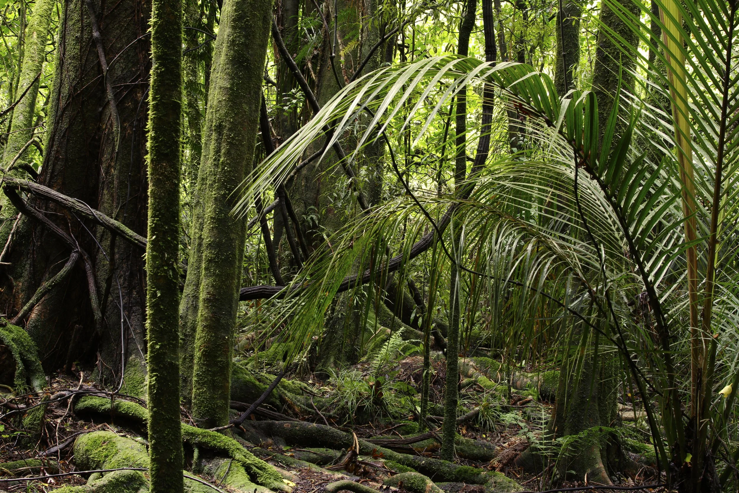 Dense native bush and rainforest, New Zealand