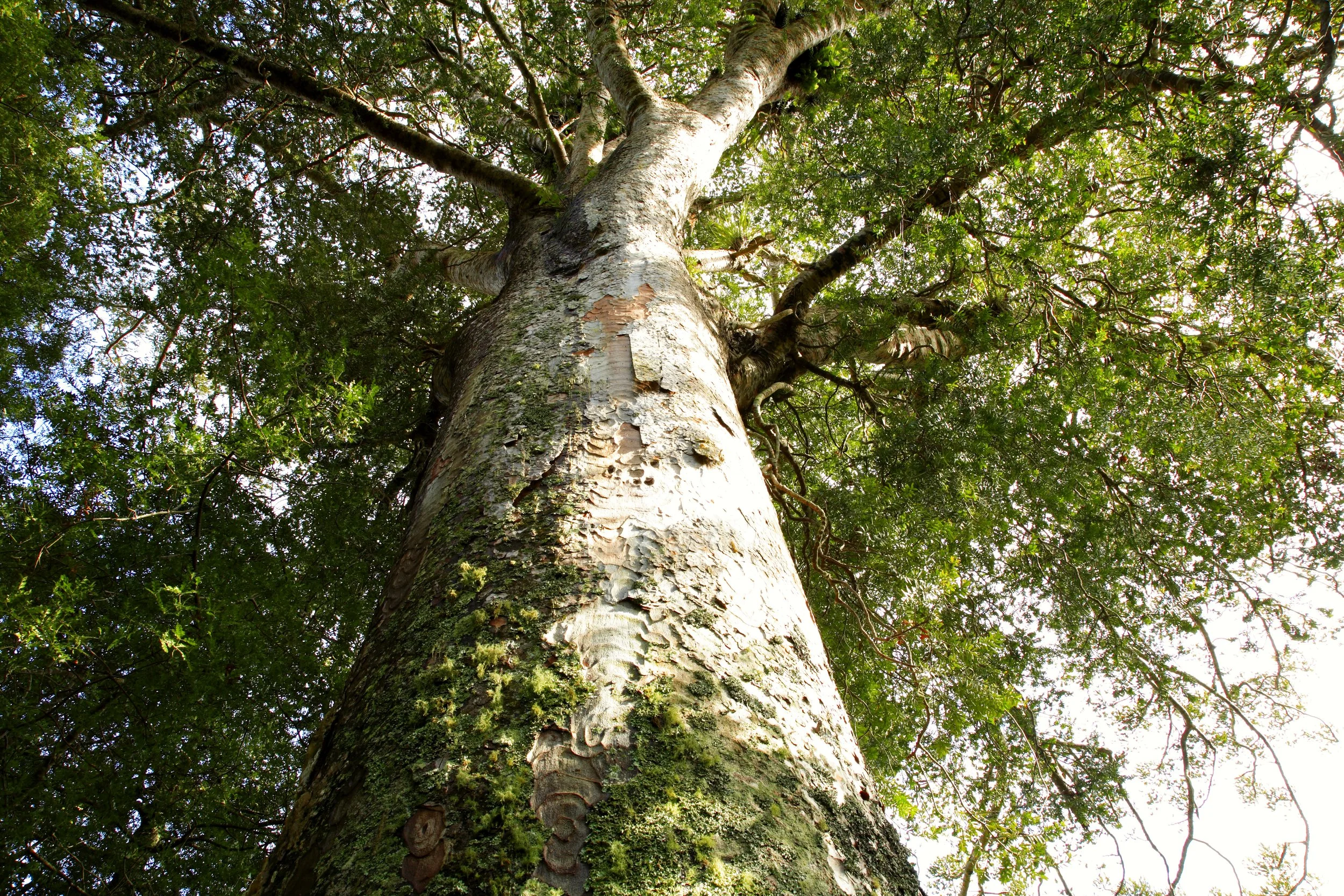 Looking up through a native kauri tree canopy, New Zealand