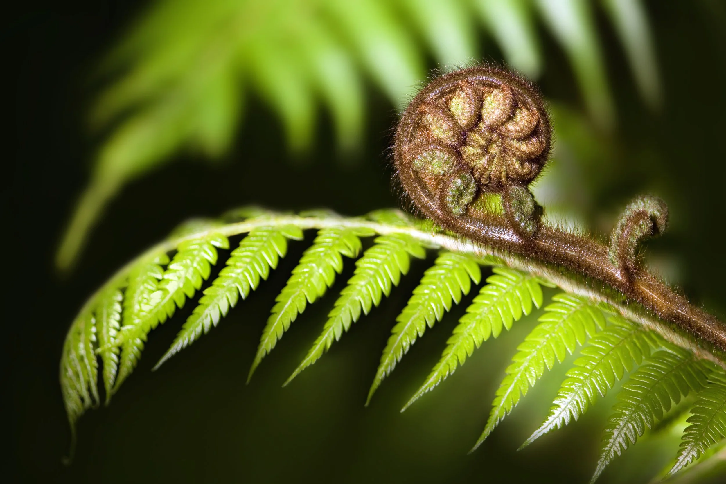 New Zealand silver fern koru unfurling