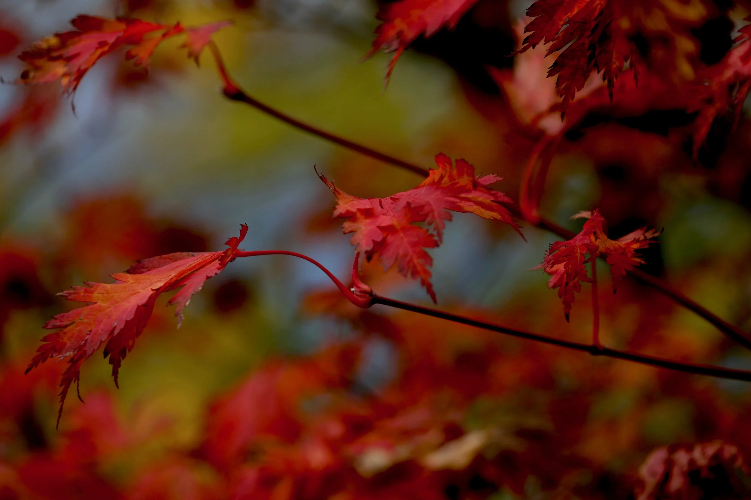 766F3129-CB28-4388-8CE5-3615AB14EE2B.jpeg