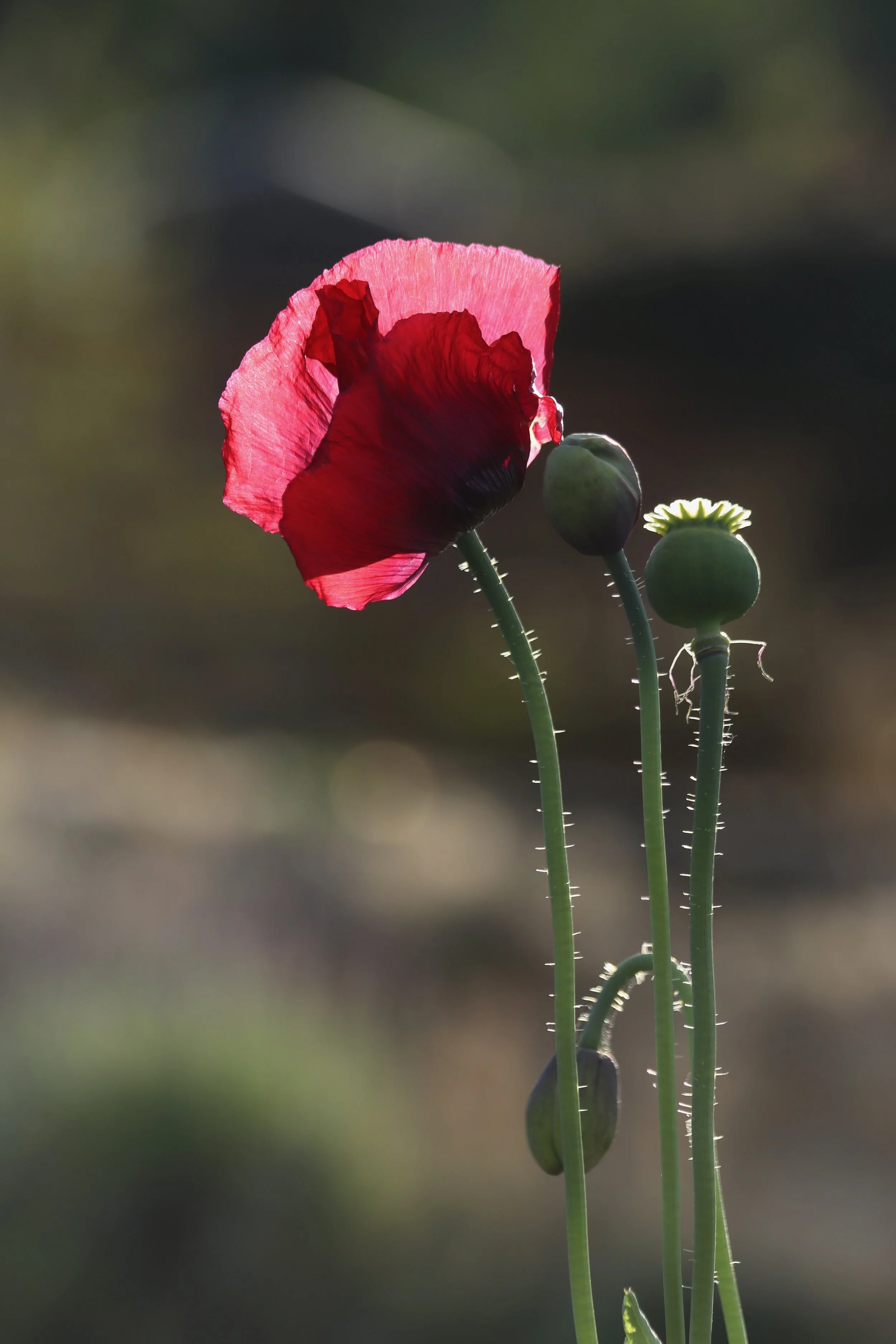IMG_3396.jpeg
