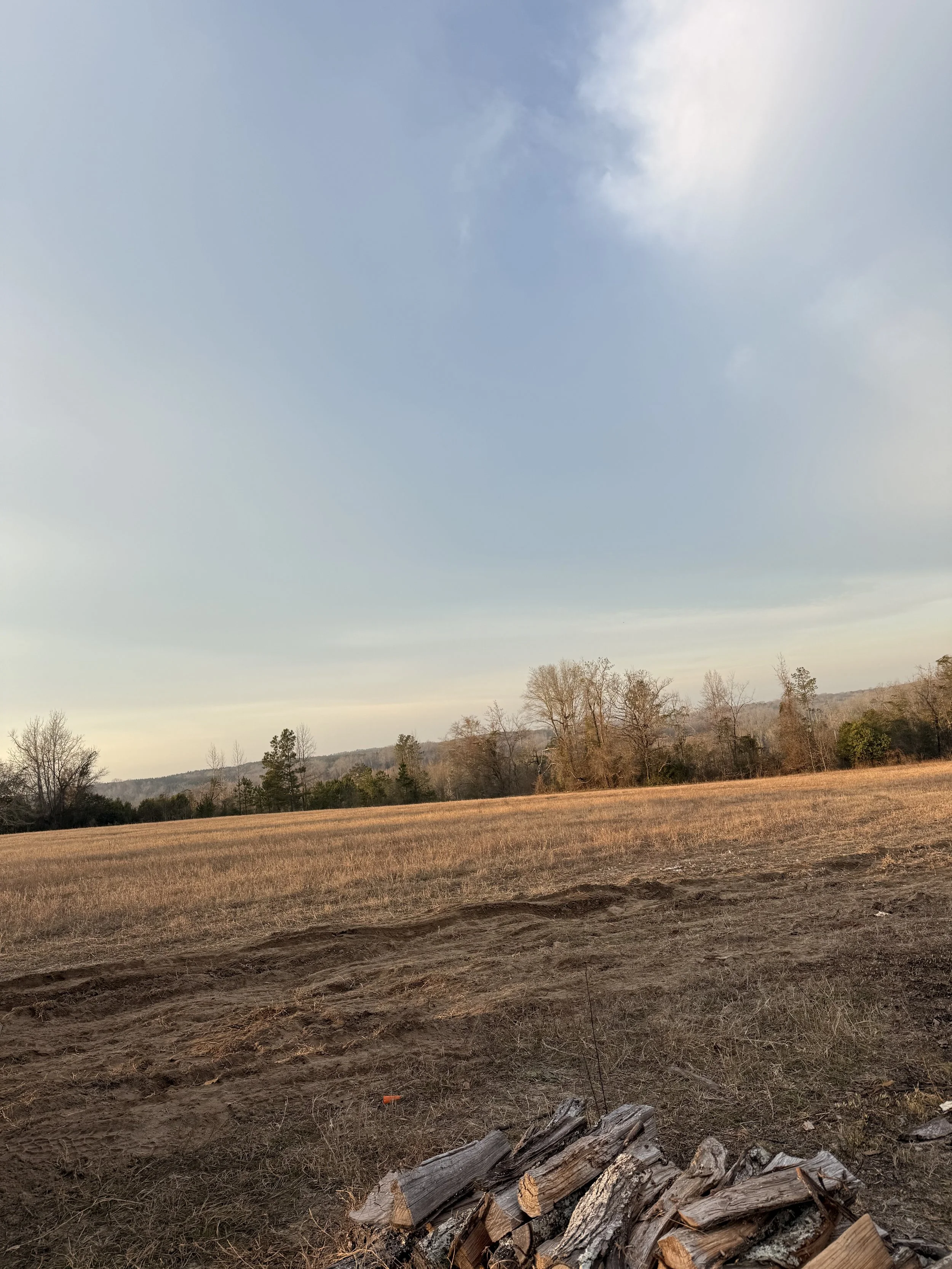 Open field with dry grass and trees in the background under a cloudy sky, with a pile of cut logs in the foreground.
