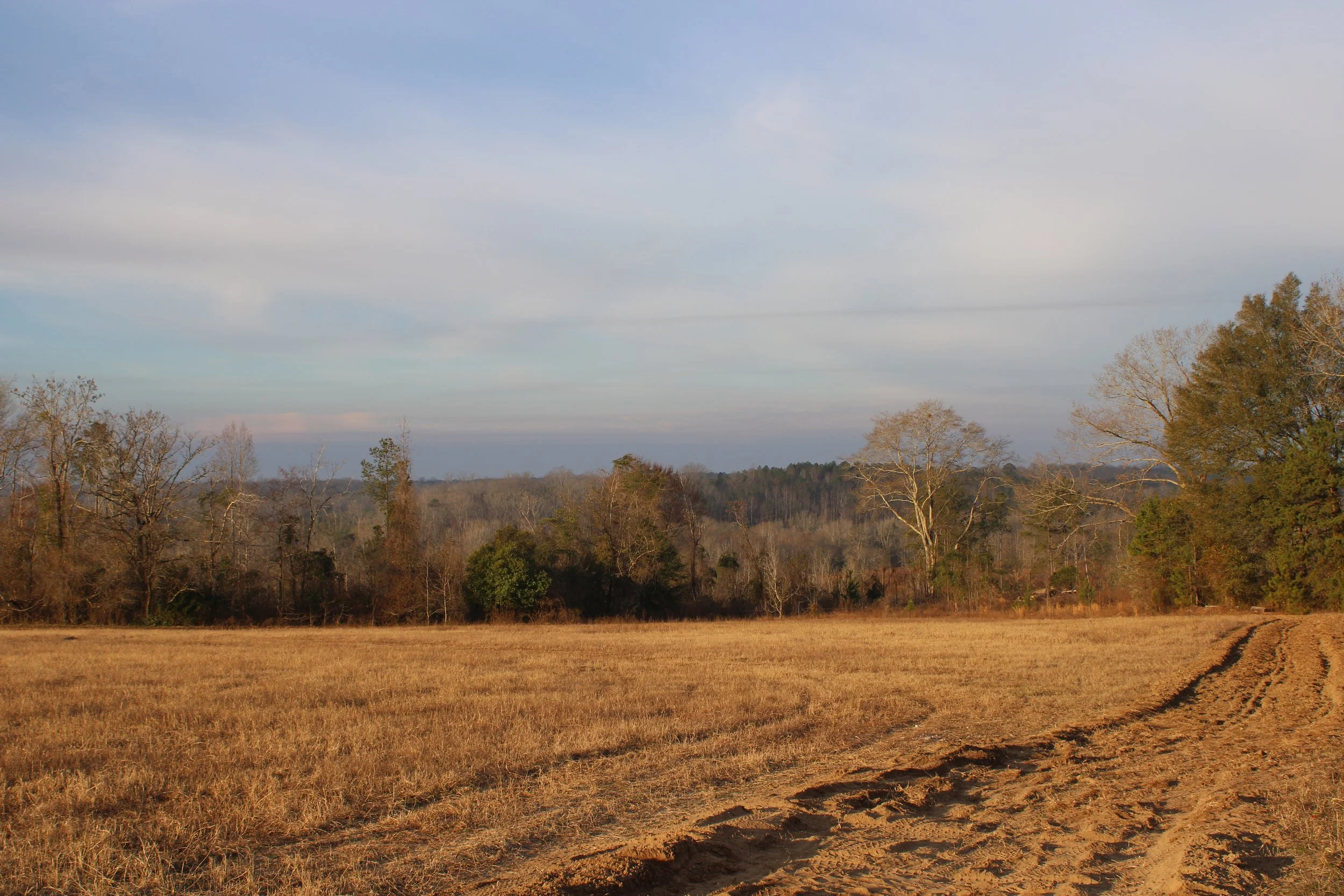 A landscape scene with a field in the foreground, line of trees in the middle ground, and a cloudy sky overhead.