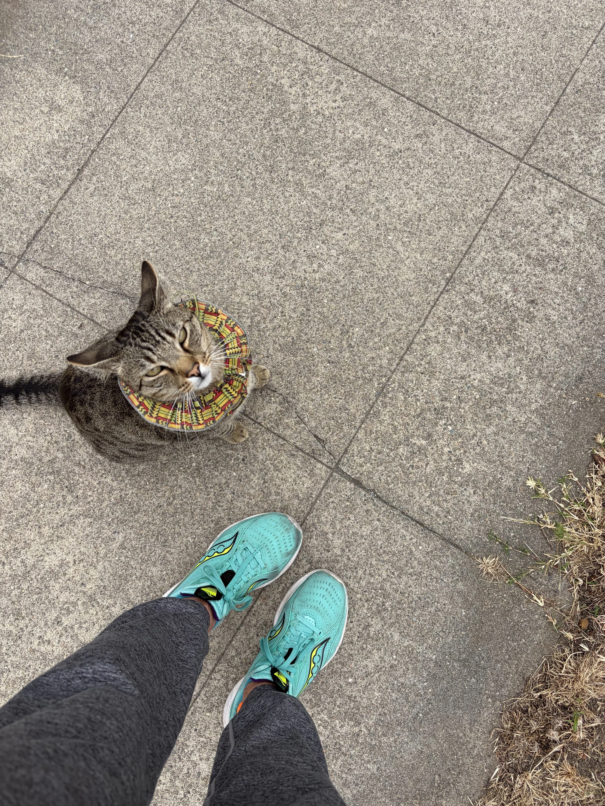 looking down at cat with ruff on sidewalk