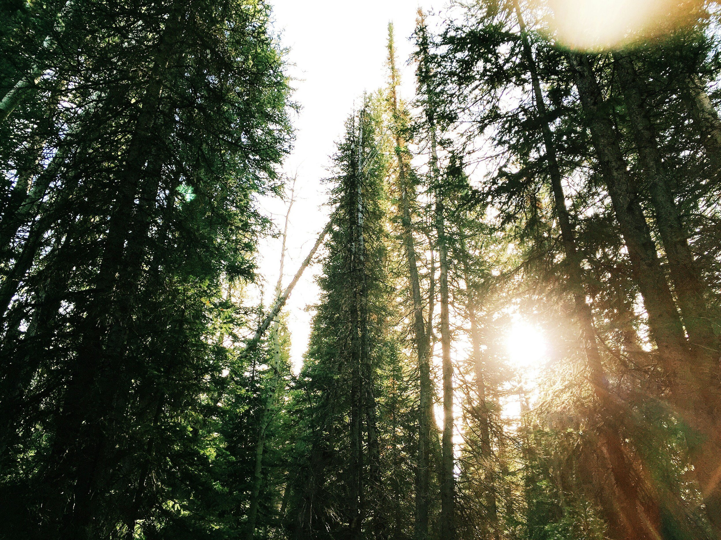 Looking up at tall evergreen trees in a forest with sunlight filtering through the branches