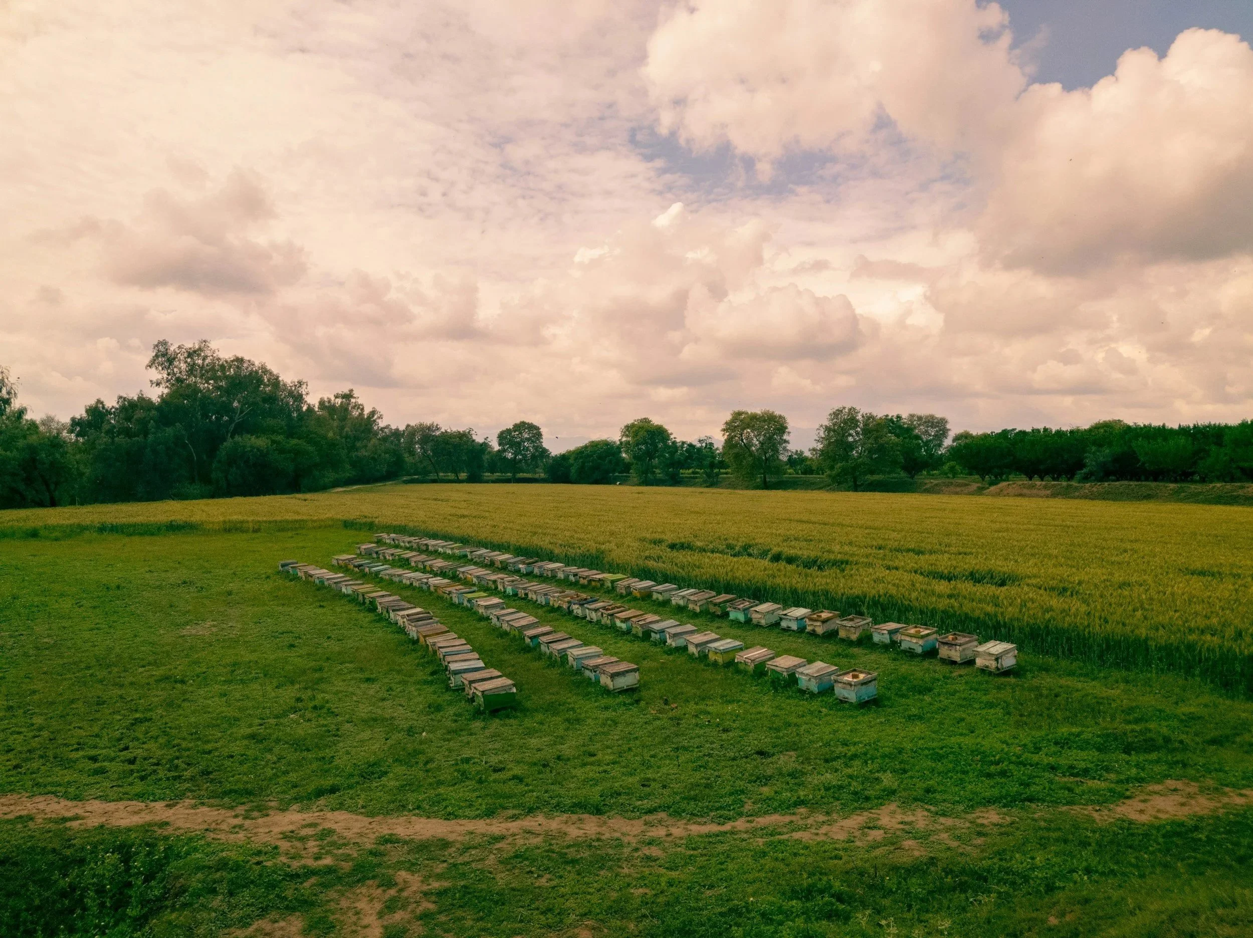 A scenic landscape featuring a cloudy sky, a line of trees, and a field with multiple beehives arranged in rows.