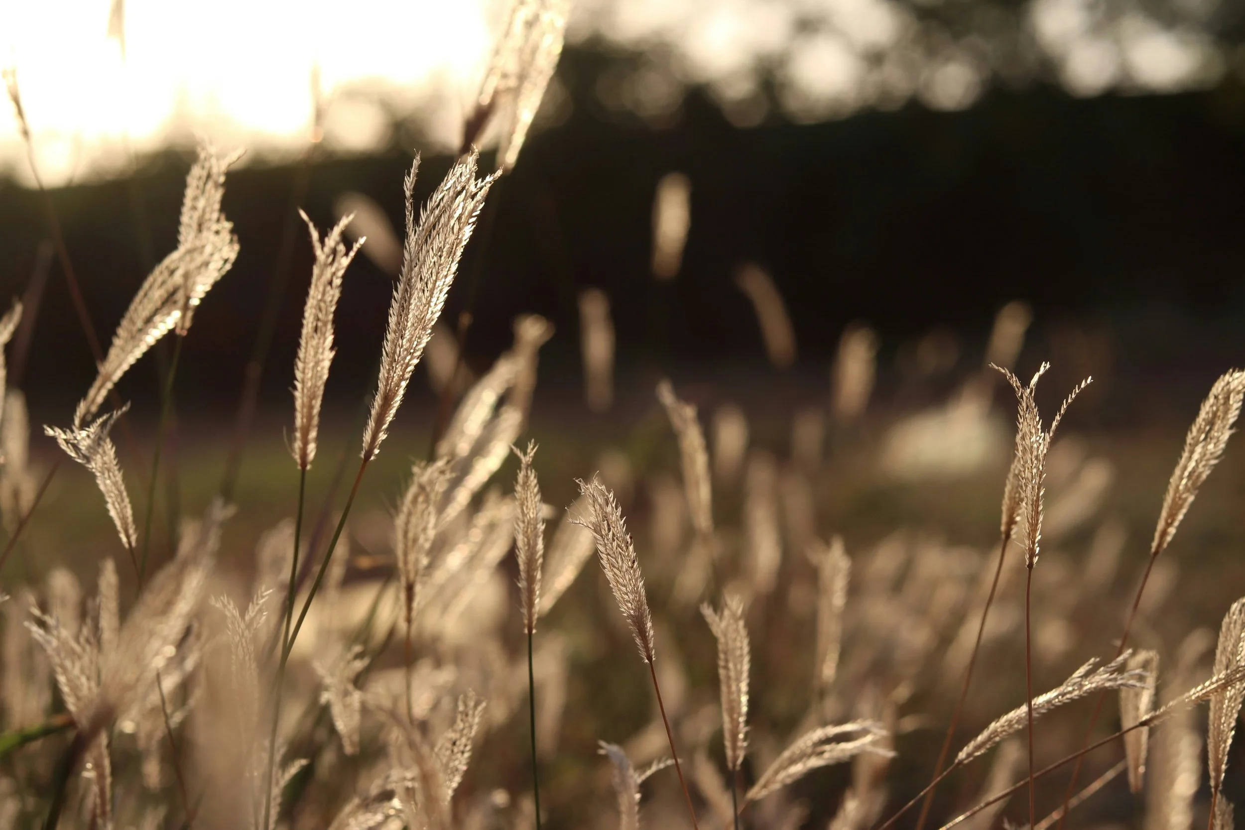 Close-up of tall, dry grass stalks with seed heads backlit by sunlight, creating a warm, golden glow.
