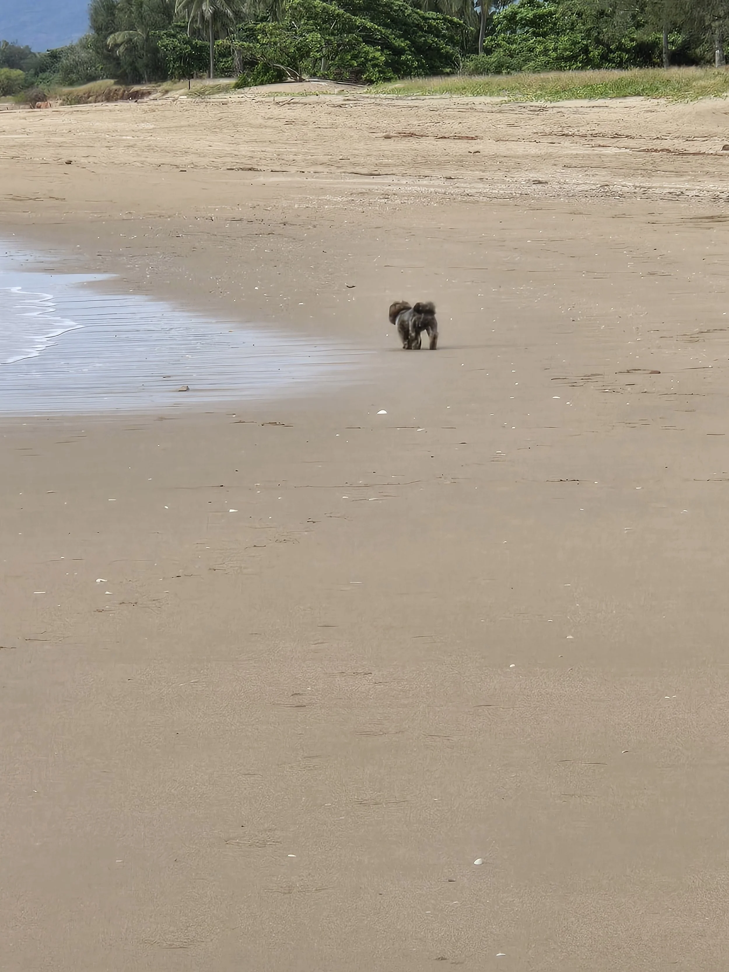 Small dog walking alone on the sandy beach near the water with green trees and bushes in the background.