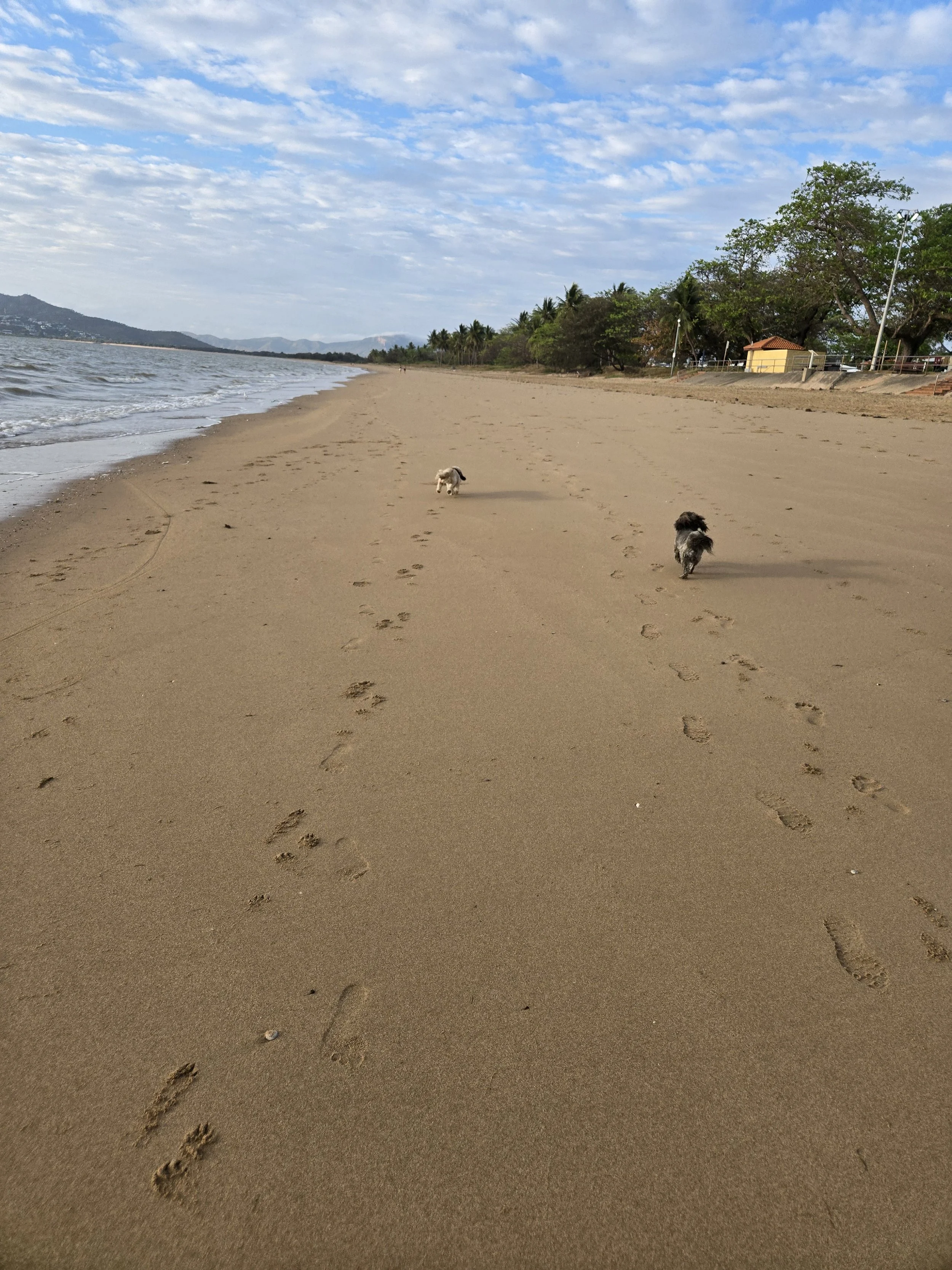 Beach with sandy shore, two dogs running, footprints in the sand, palm trees, and small buildings in the background under a partly cloudy sky.