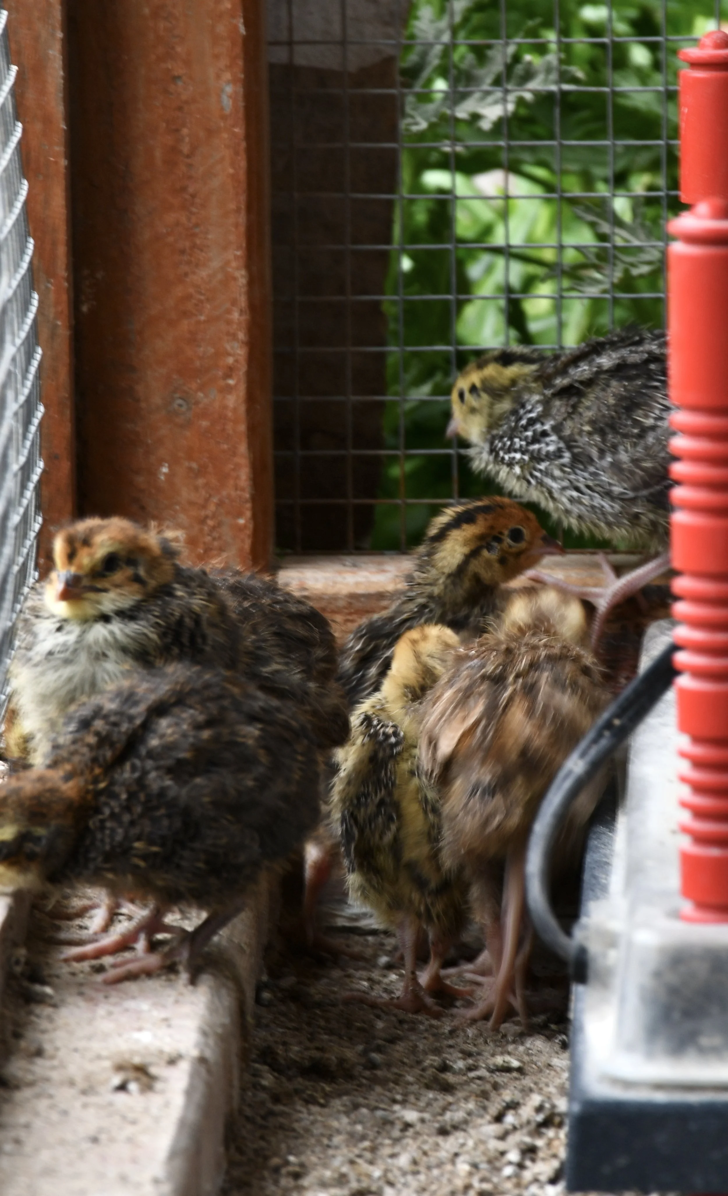 Young quail chicks inside a wire enclosure, resting on a concrete surface with a wooden and wire fence wall in the background.