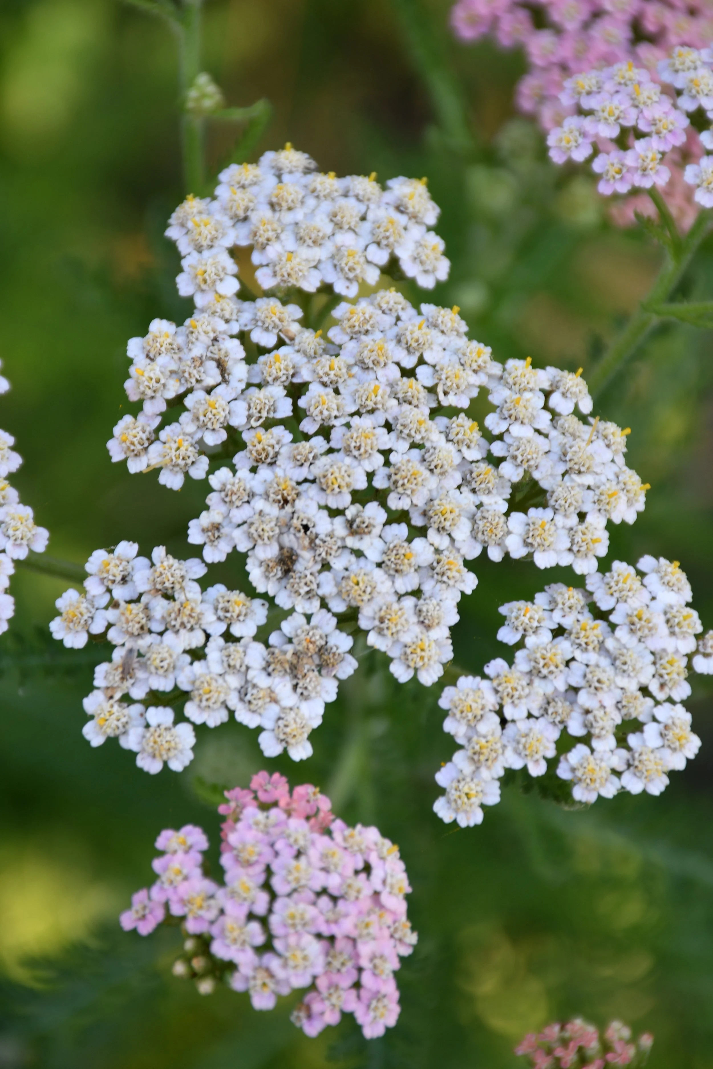 Close-up of small white and pink flowers with yellow centers on green stems.