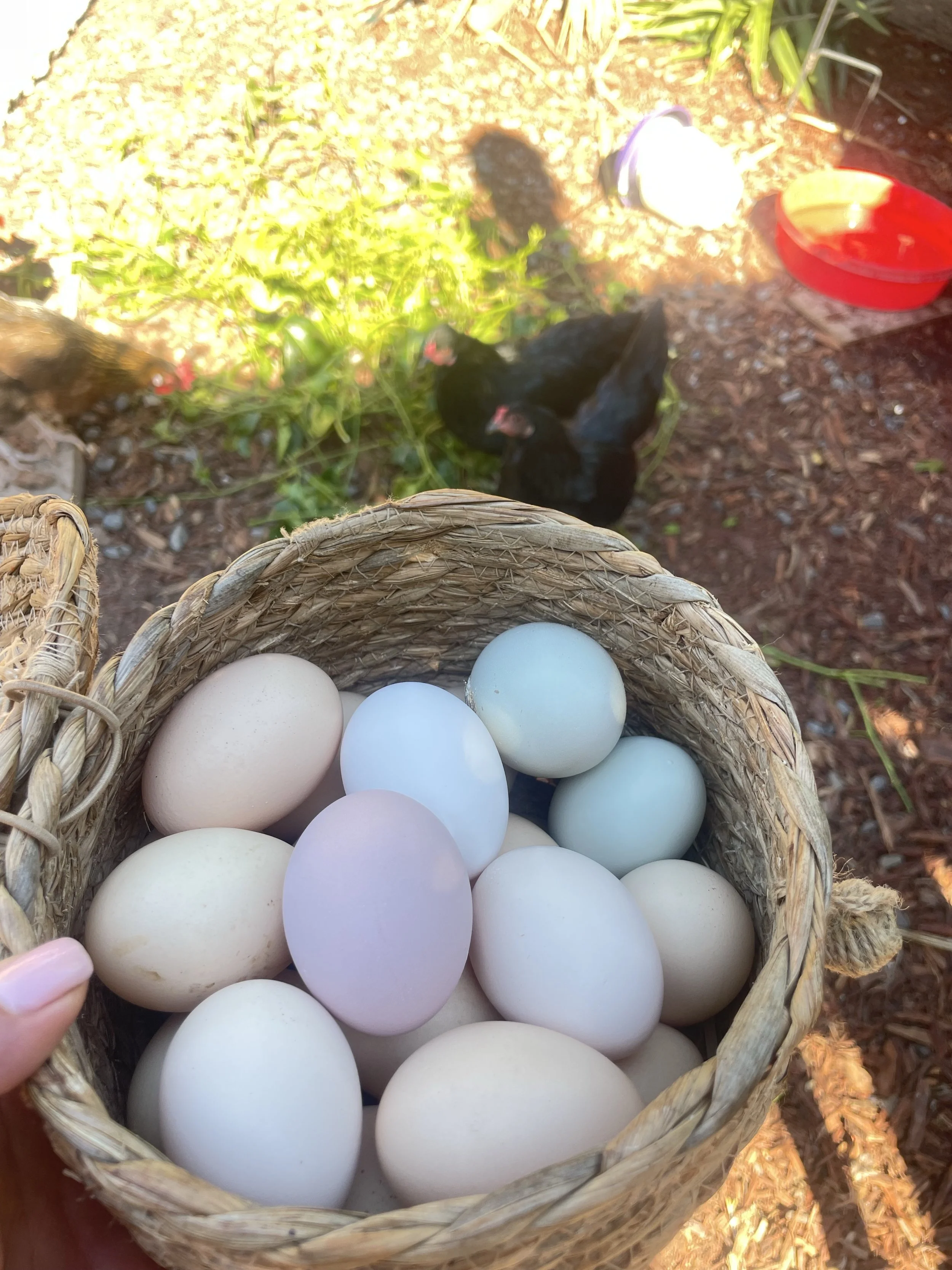 A woven basket containing white, light blue, and purple eggs, held by a person's hand.