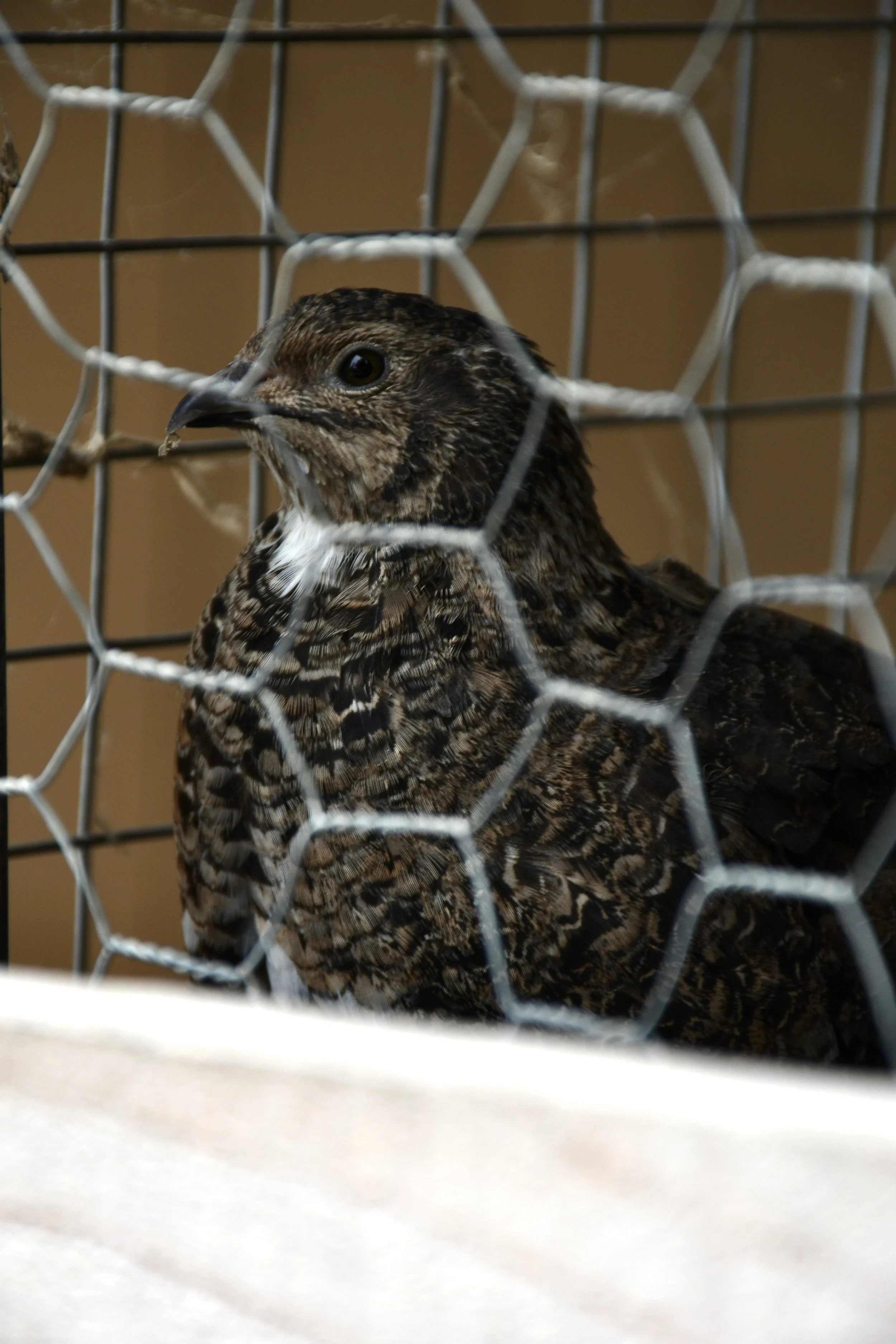 A close-up of a quail behind a wire mesh, with brown and black feathers.