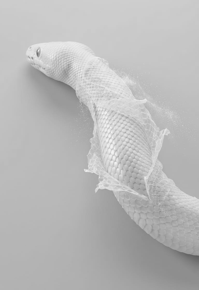A white snake with a scaly texture, curled and partially wrapped in a semi-transparent, web-like material, on a plain gray background.