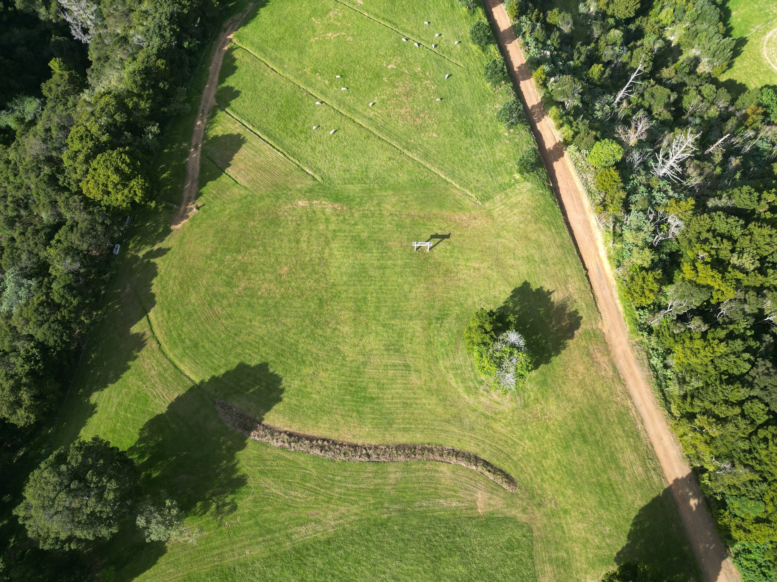 An aerial view of a grassy park with a meandering dirt path and trees surrounding the open area, some with full green foliage and others with sparse or leafless branches.
