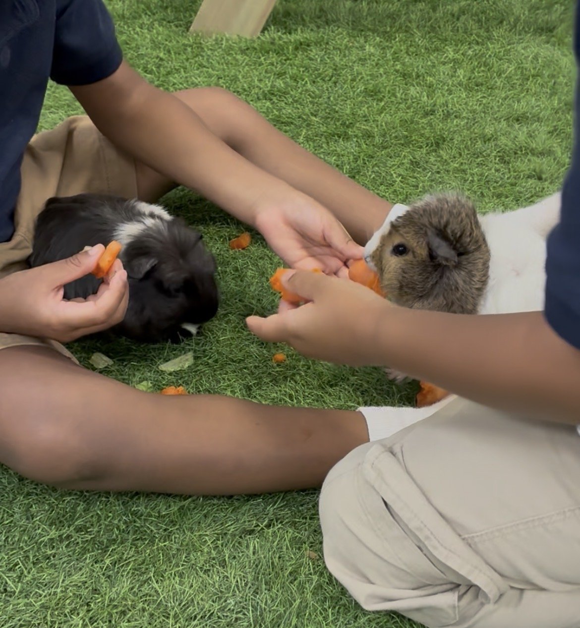 Two children feeding two guinea pigs with carrots on a grassy surface.