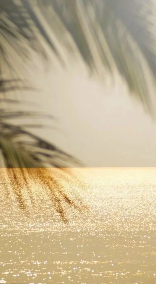 Sunset over calm ocean with palm tree leaves in foreground.