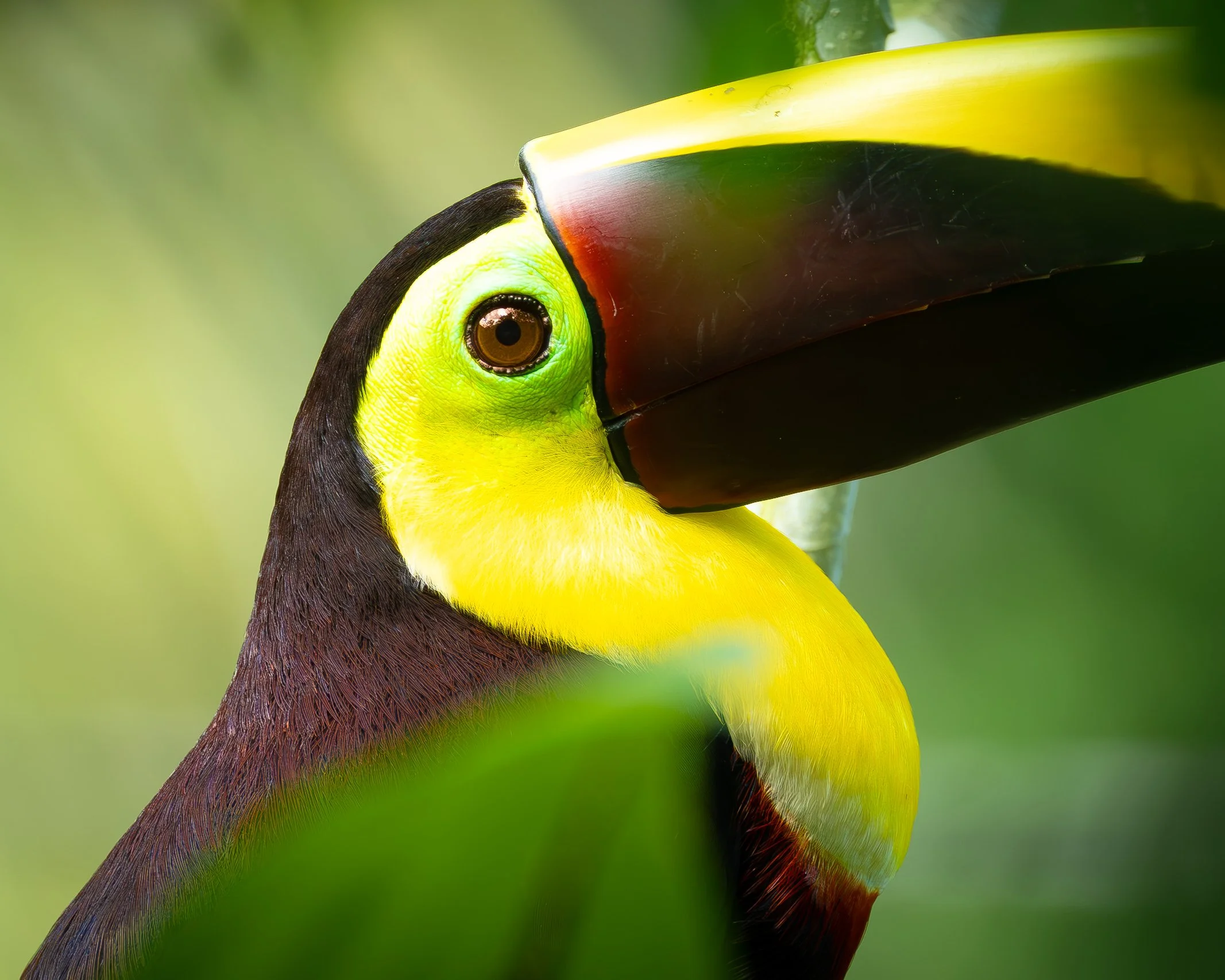 Close-up of a toucan's head, featuring its large, colorful beak and brown eye amid green and yellow plumage.