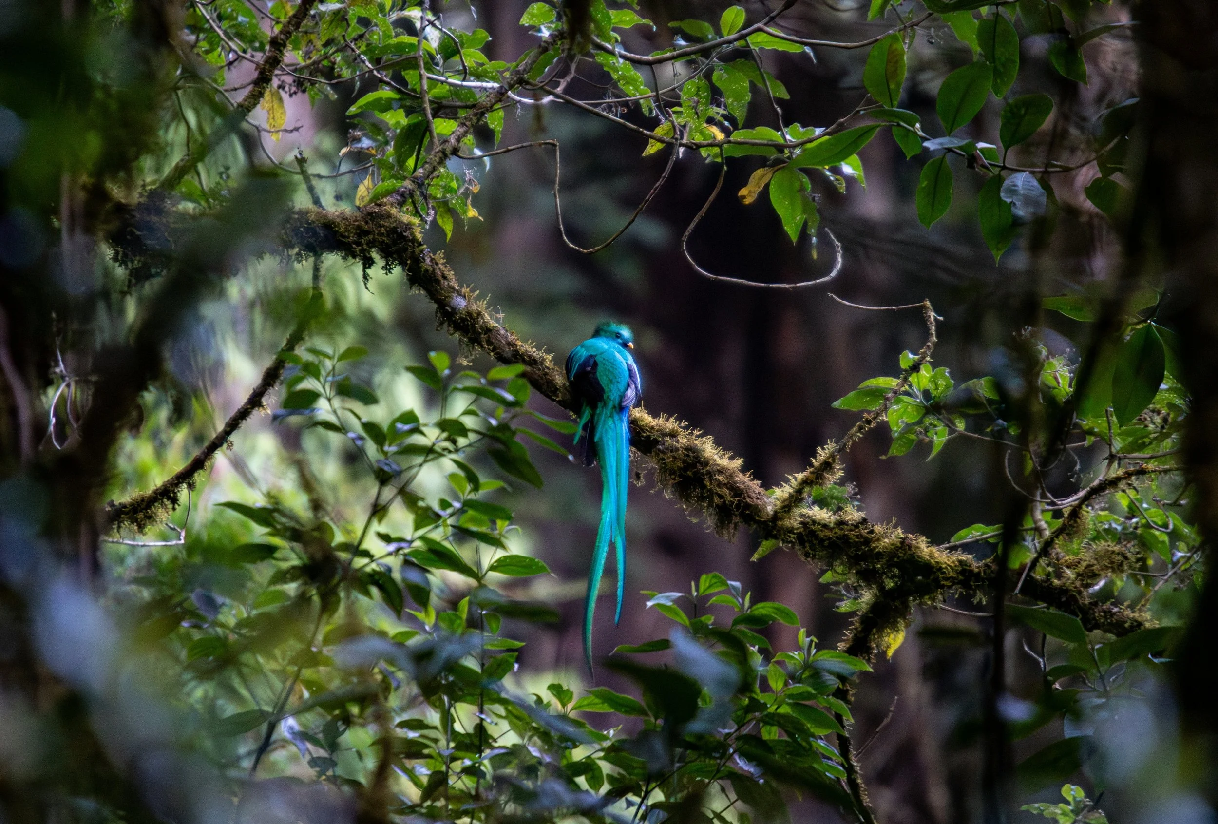Where to Photograph the Resplendent Quetzal in Costa Rica: A Bird Photographer's Guide