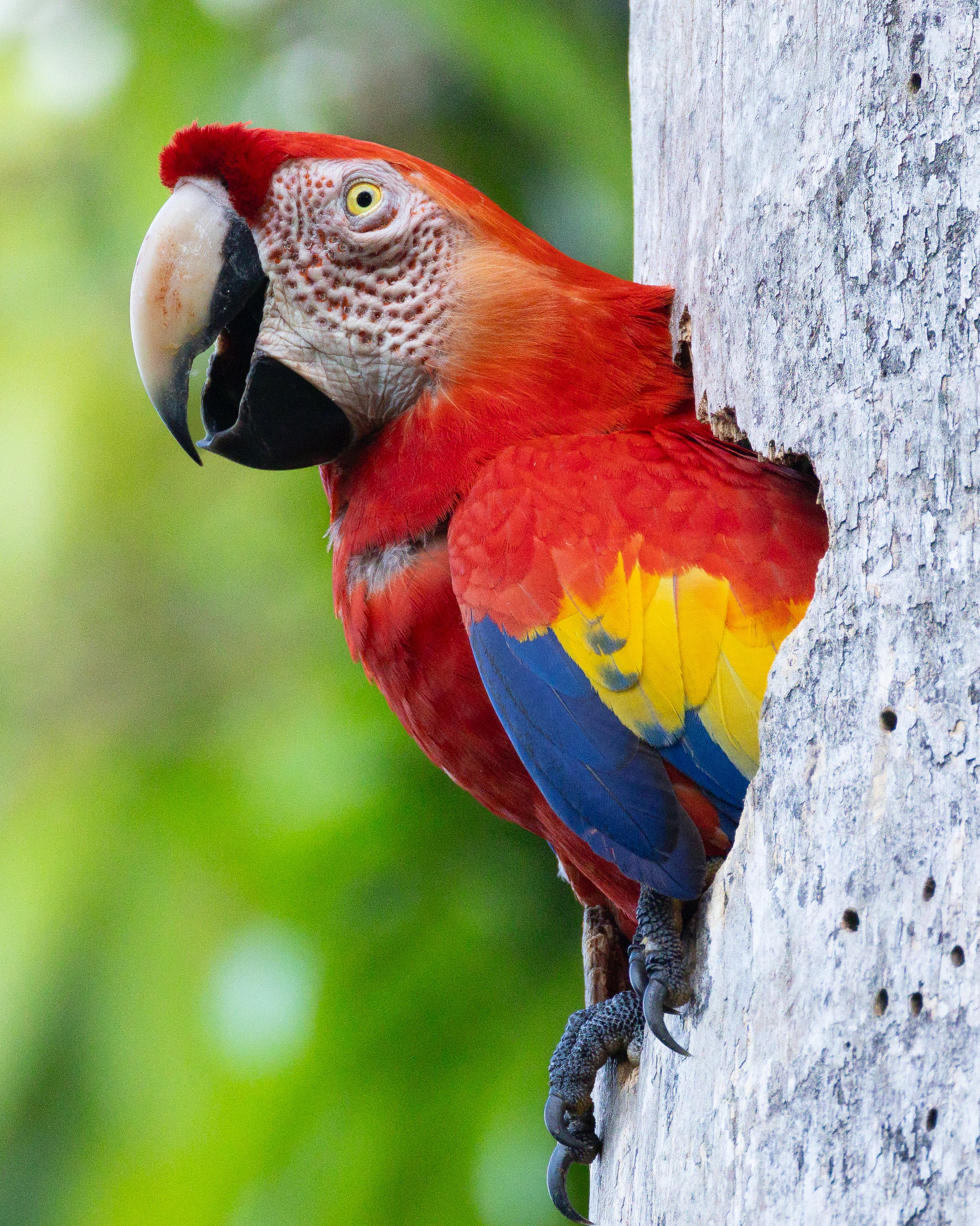 Where to Photograph Scarlet Macaws on the Osa Peninsula: A Bird Photographer's Guide