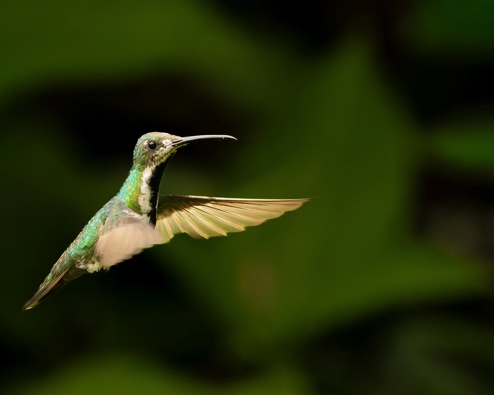 What Hummingbirds Taught Me About Slowing Down