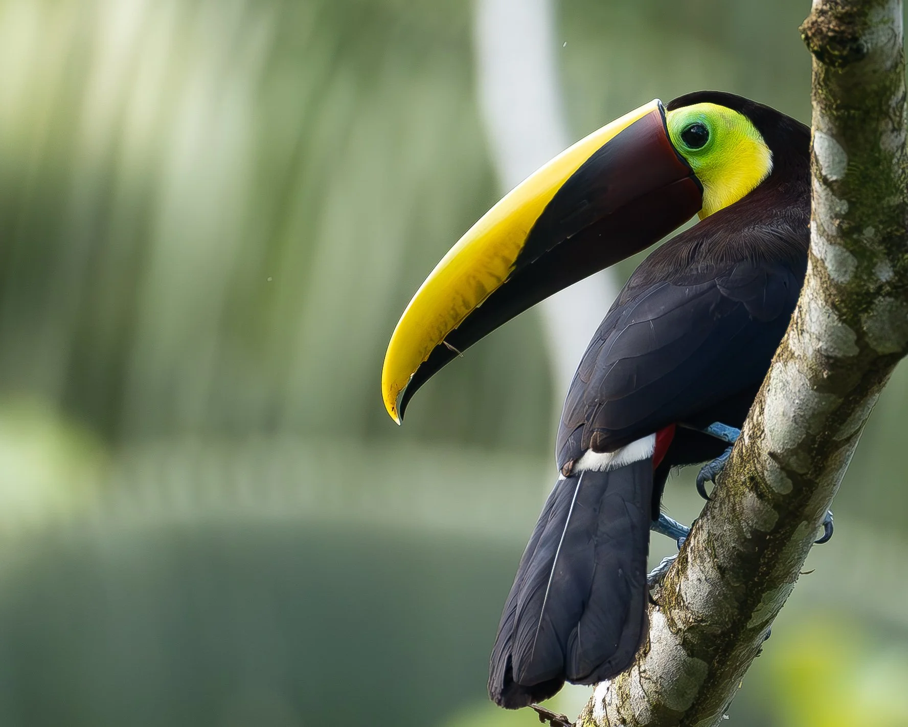 Where to Find Toucans in Costa Rica (And How to Photograph Them)