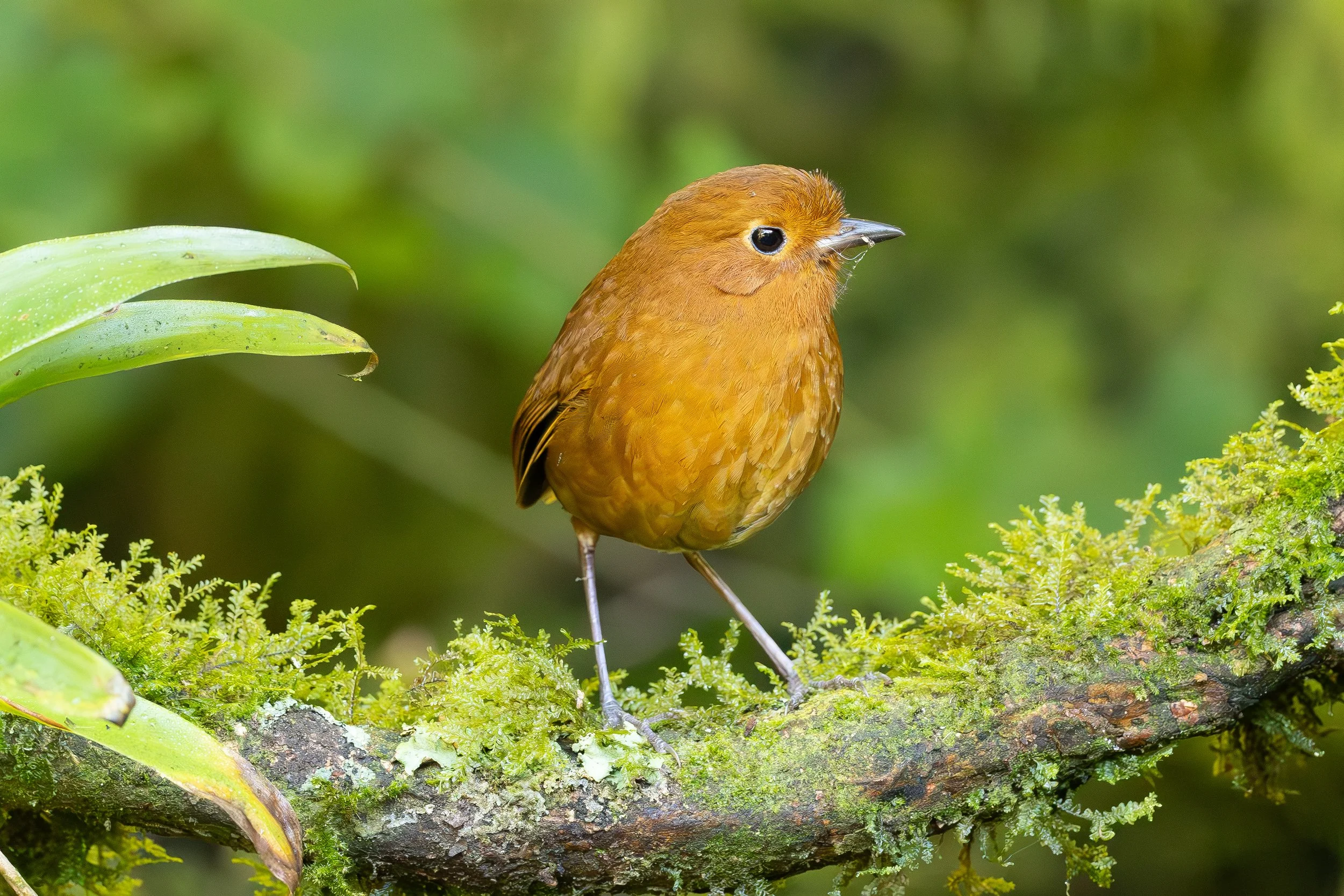 The Branch Matters More Than the Bird