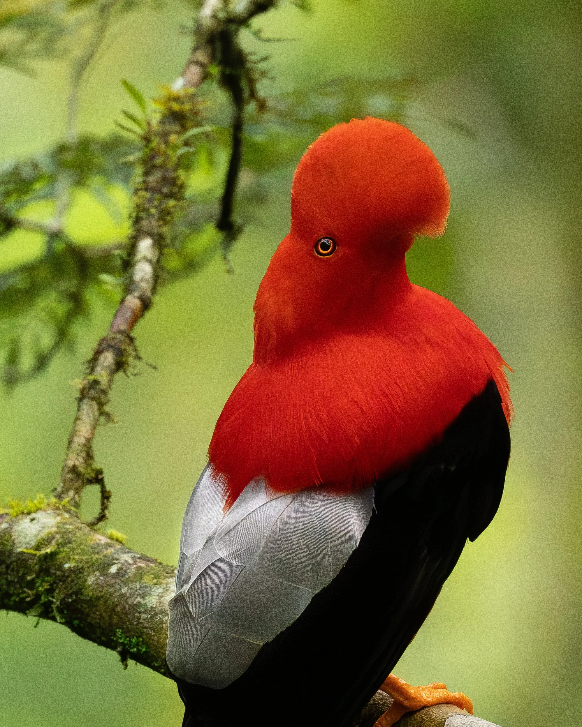 Photographing Ecuador’s Andean Cock-of-the-rock: Worth the 4AM Alarm?