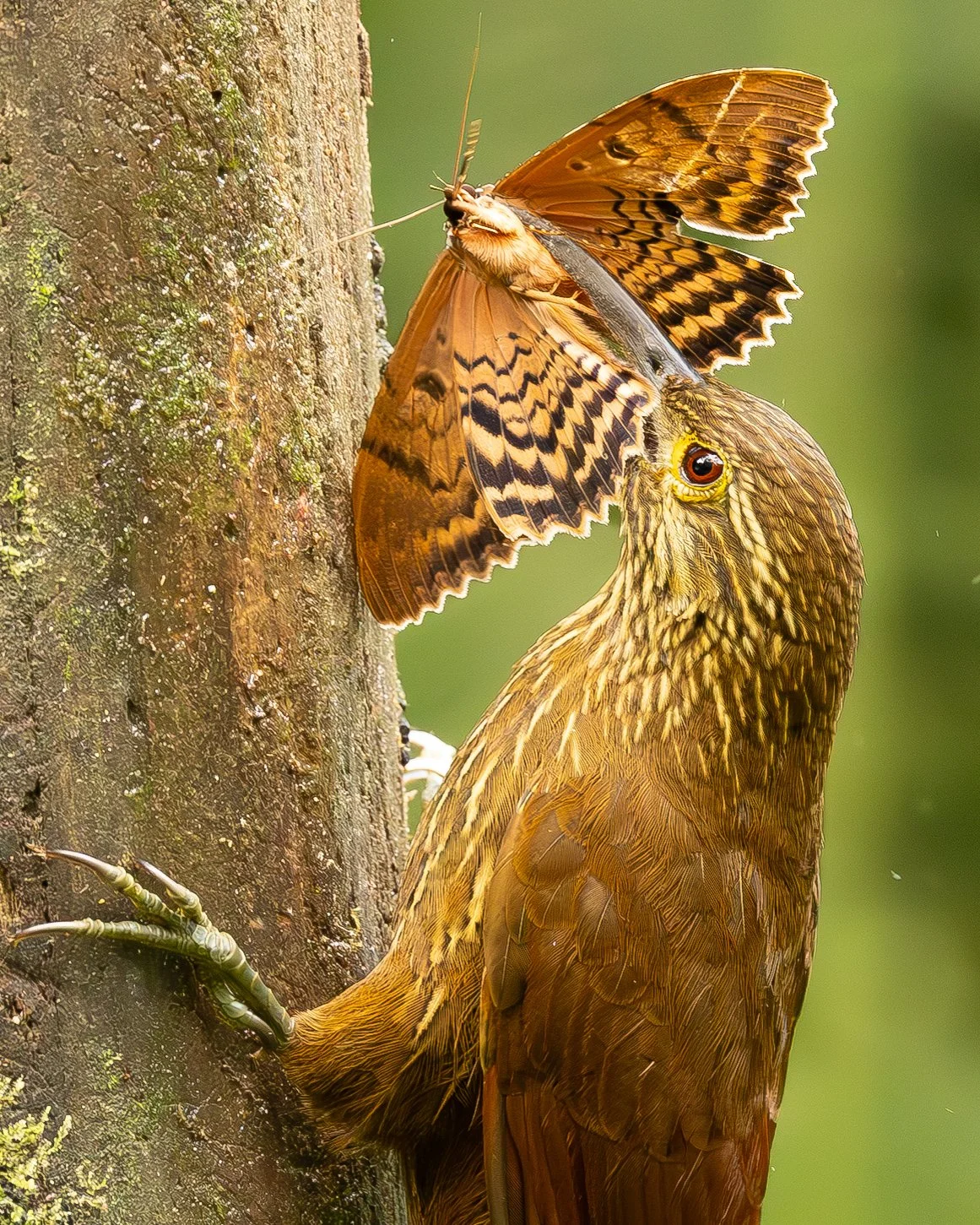 Stop Photographing Birds You Find