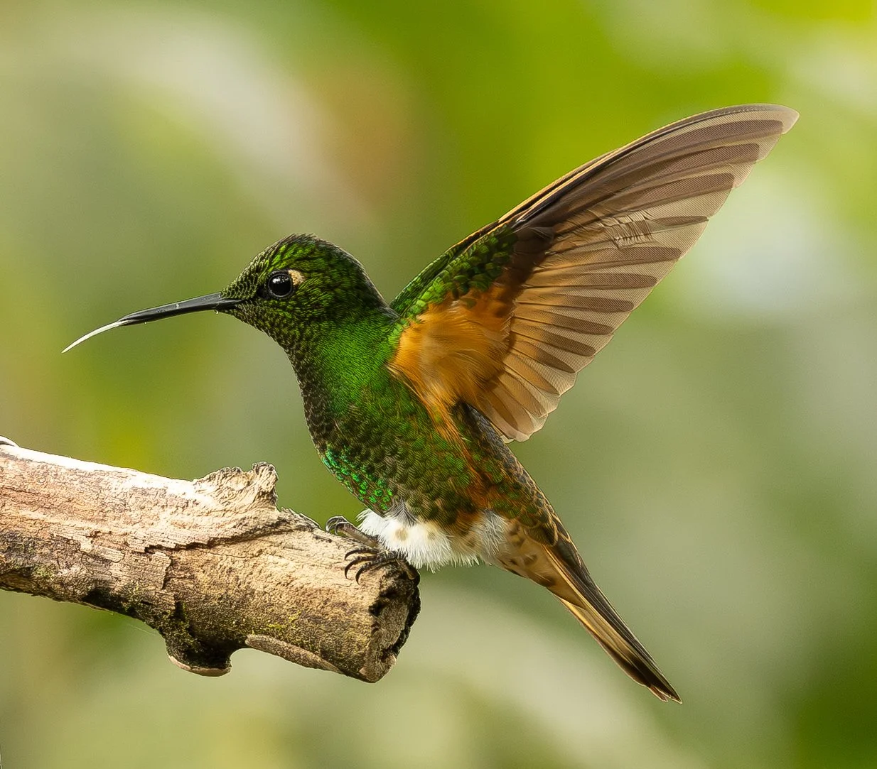 How Long Should You Wait for a Bird? A Simple Rule for Bird Photographers
