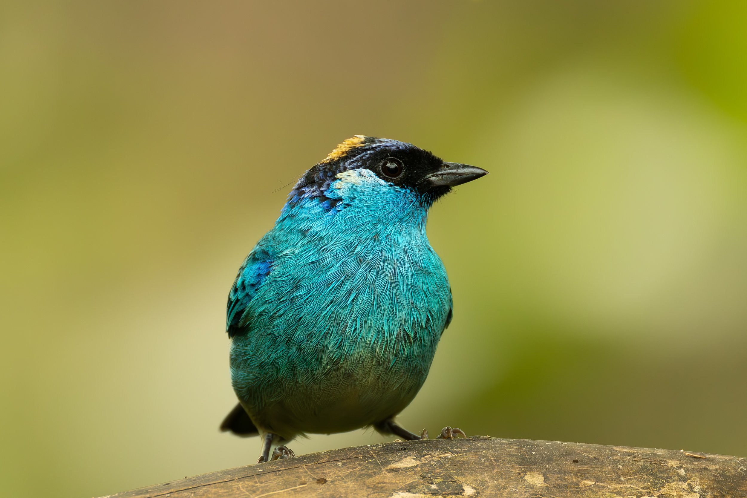 How to Choose a Bird Photography Lodge for Beginners