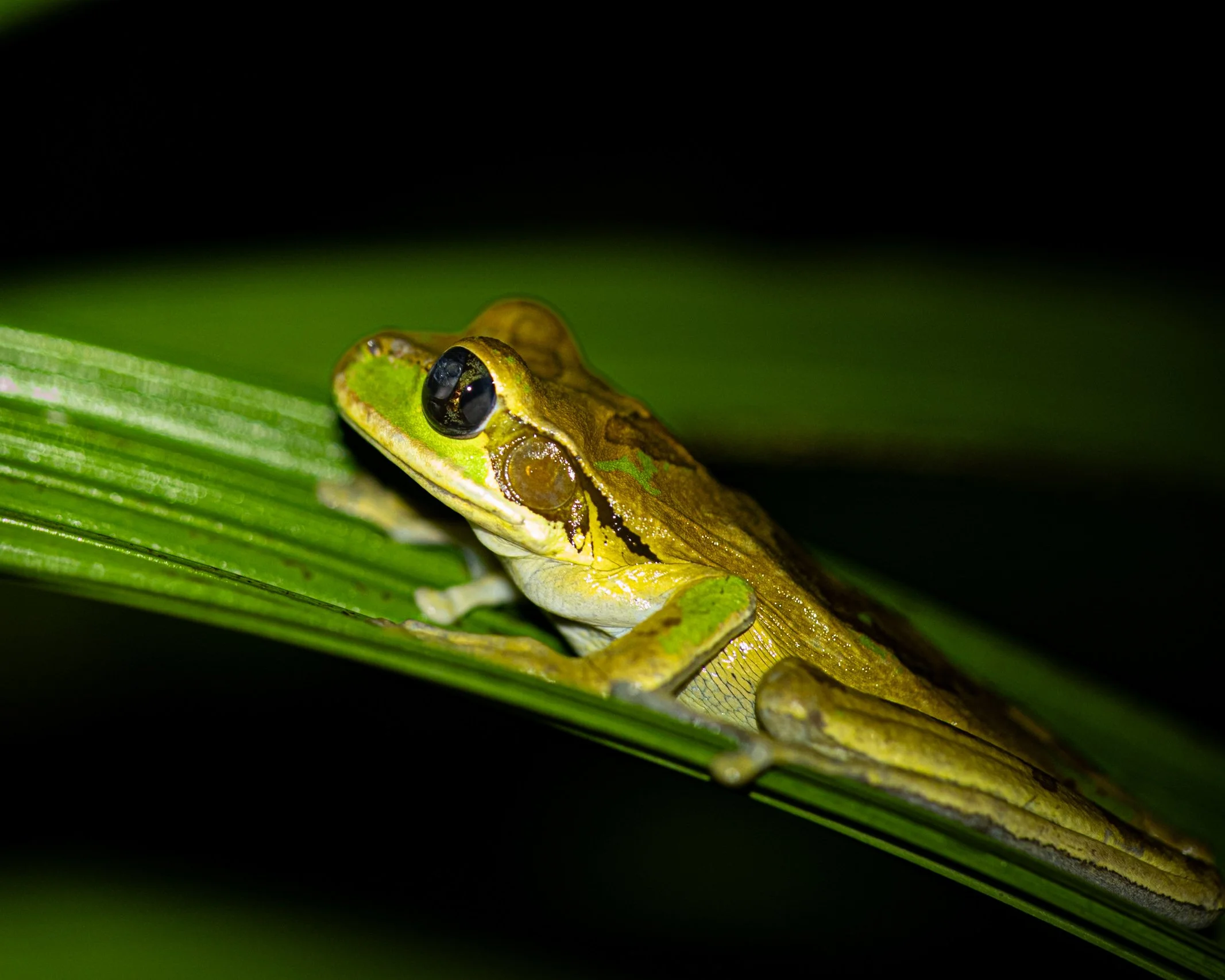 Close-up of a green and yellow frog resting on a large green leaf, with black eyes and a dark background.
