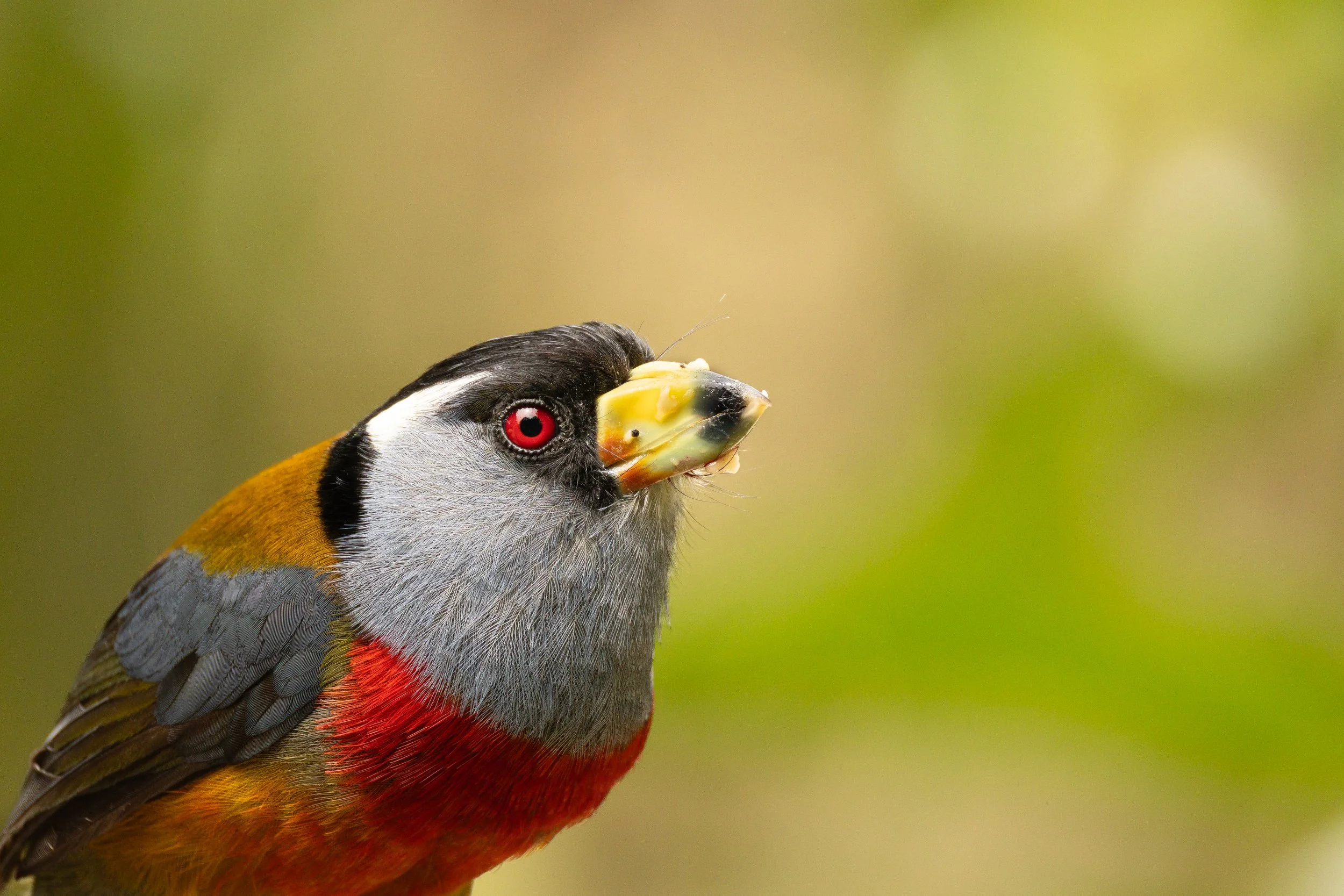 Close-up of a colorful bird holding a small insect in its beak, with a blurred green background.