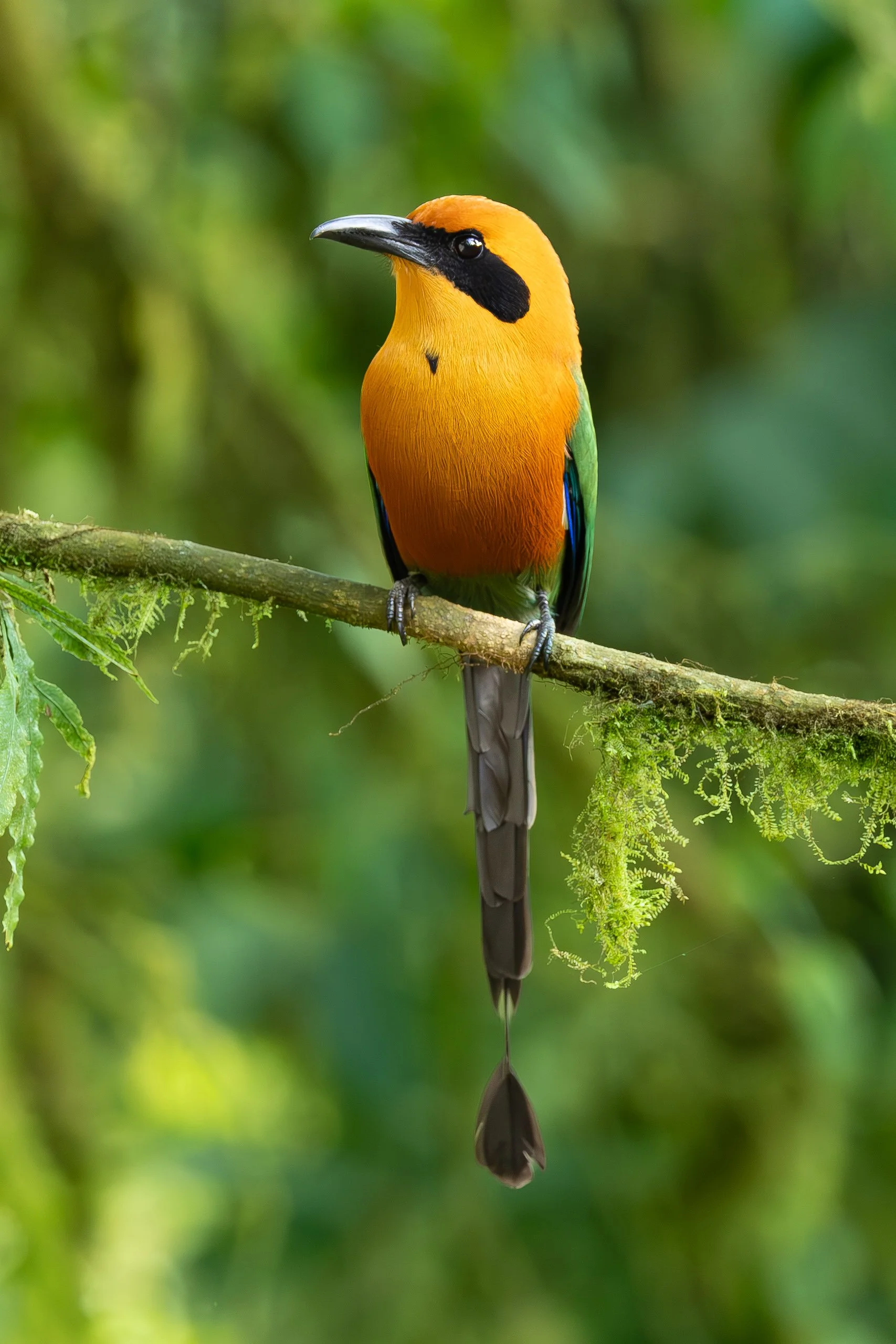 A colorful bird perched on a branch with a blurred green background.