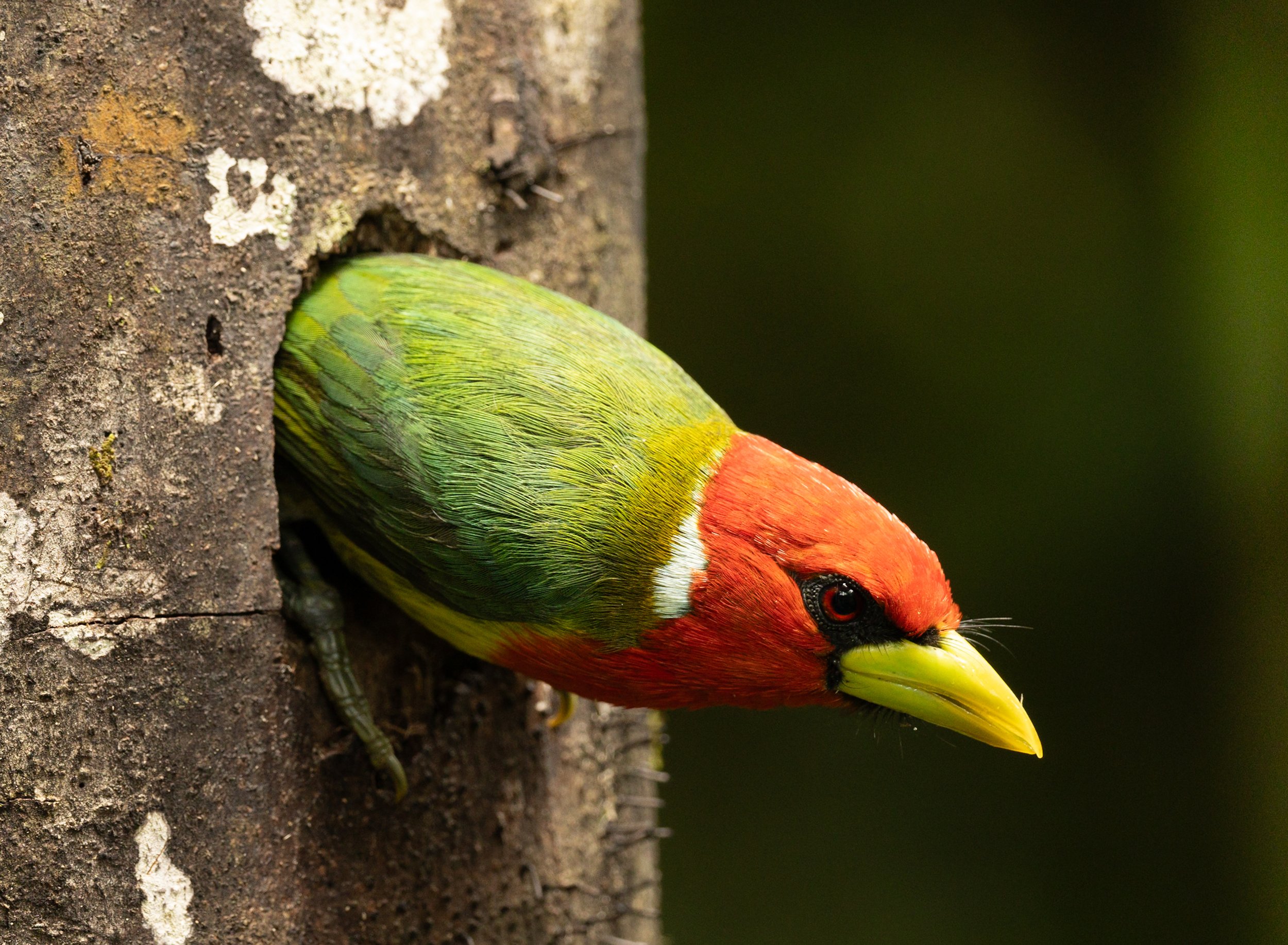 Red Headed barbet