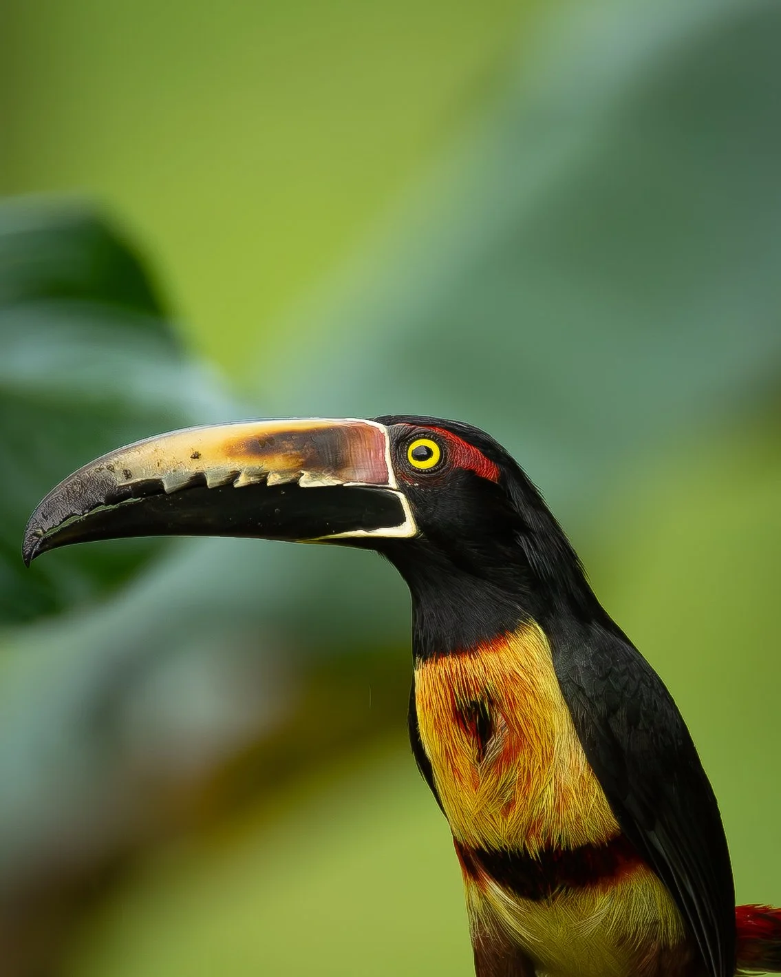 A colorful bird, likely a toucan, perched with a large curved beak, black, yellow, and red feathers, and a yellow eye, against a blurred green background.