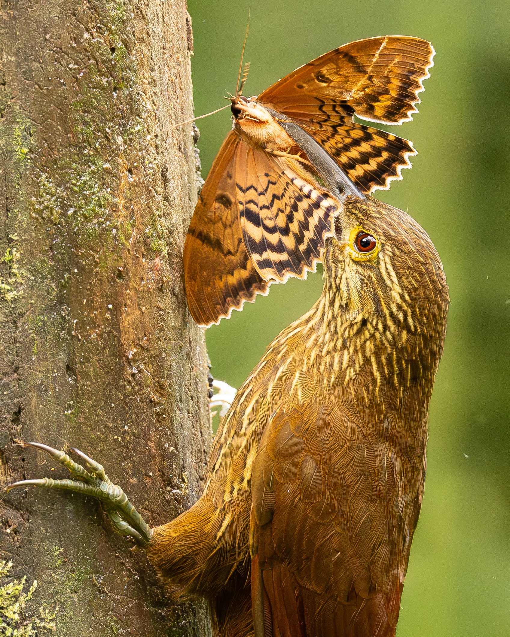 A butterfly on a tree trunk with green background.