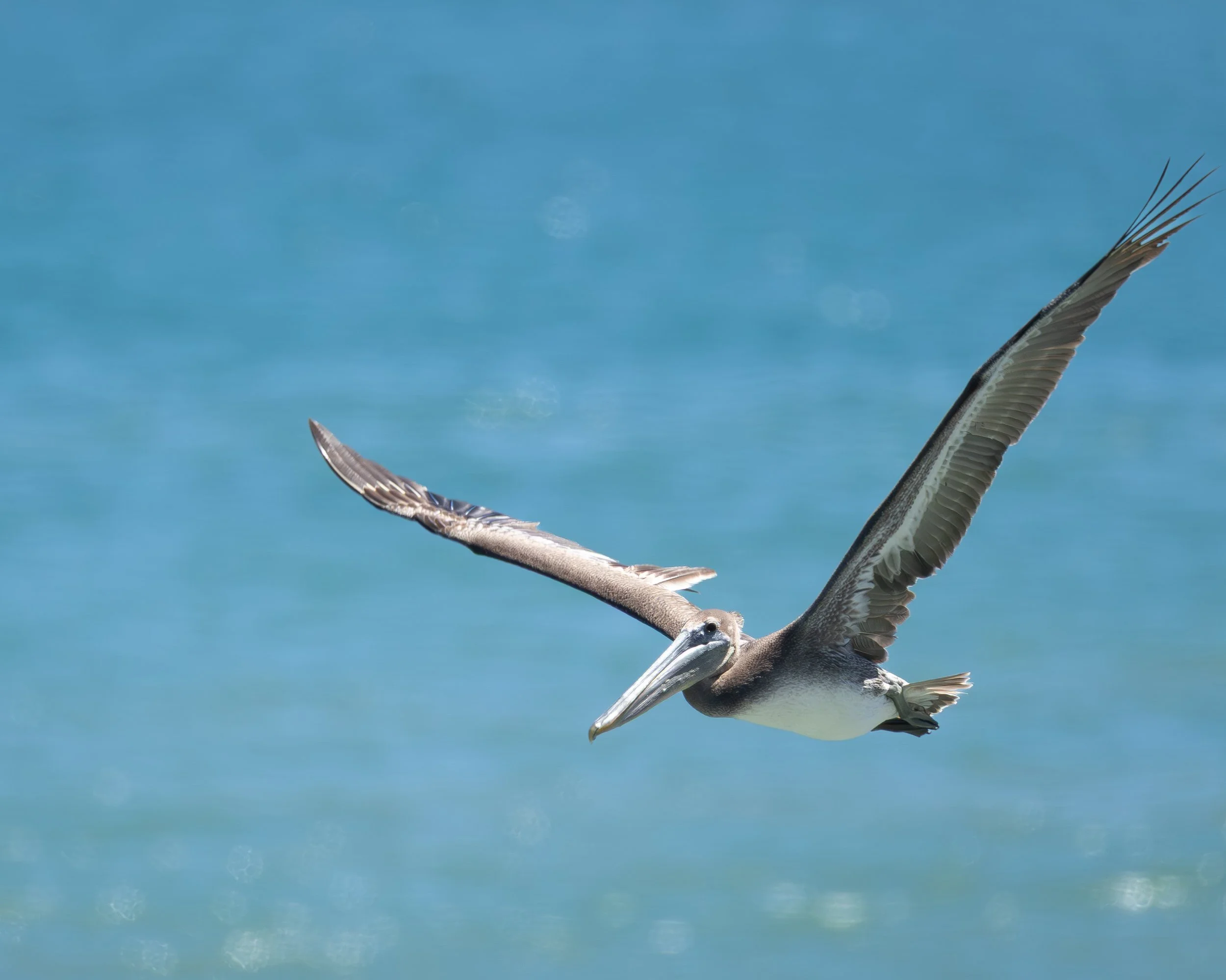 A flying bird, possibly a pelican, with wings spread wide against a blue sky.