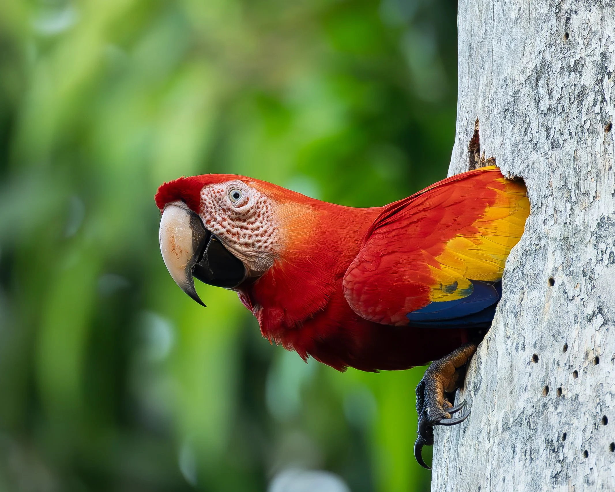Colorful parrot with red, yellow, and black feathers perched on a tree branch.