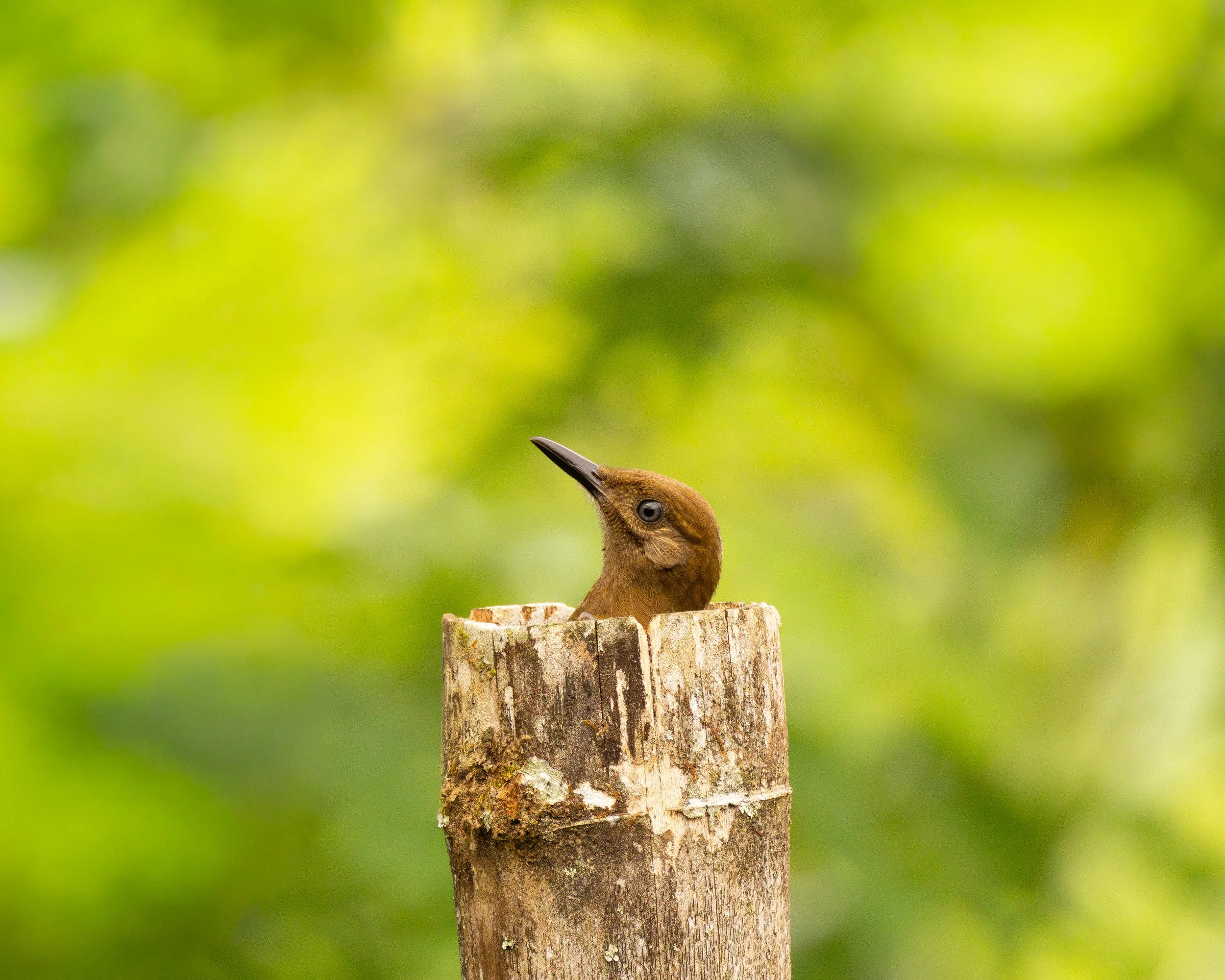 A bird perching on a cut tree stump against a blurred green background