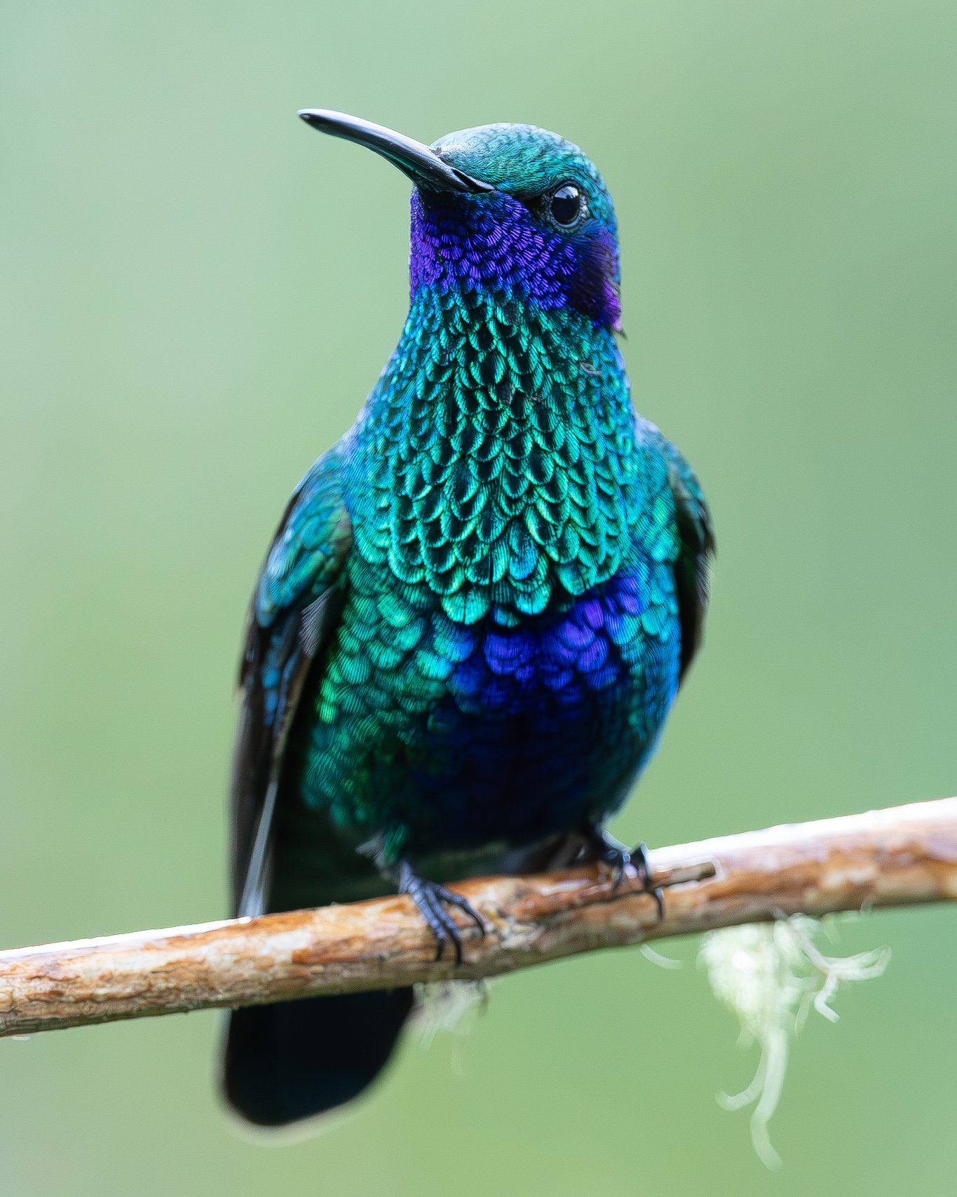 Close-up of a colorful hummingbird with iridescent blue, green, and purple feathers perched on a thin branch against a blurred green background.