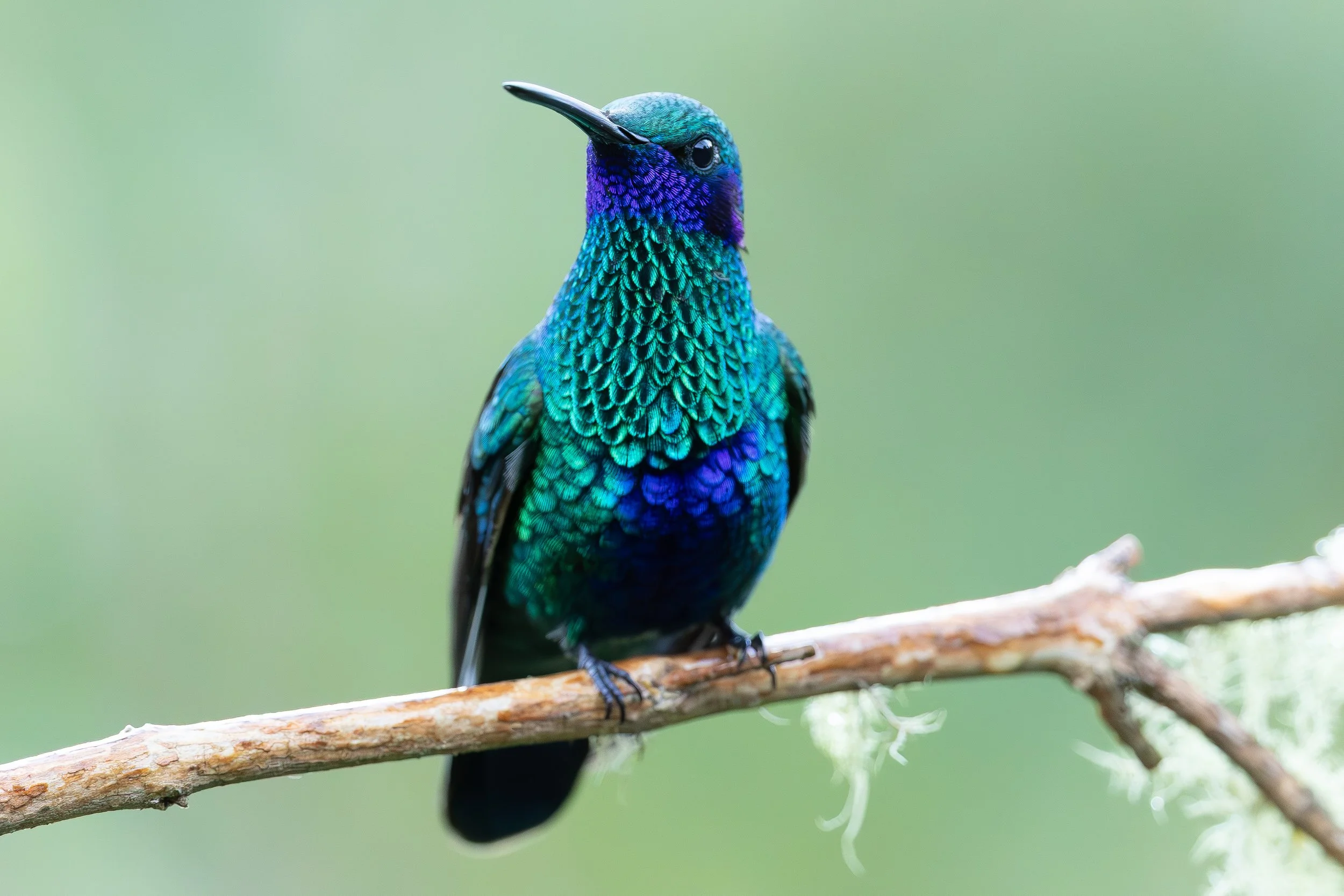 Close-up of a vibrant, iridescent hummingbird perched on a thin tree branch, facing slightly to the left against a blurred green background.
