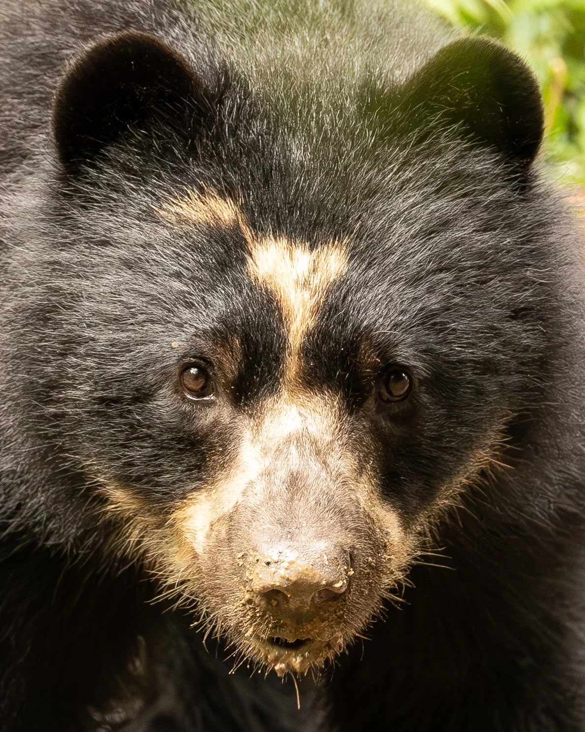 Close-up of a black bear's face with a light-colored patch around the nose and eyes, and mud on its snout.