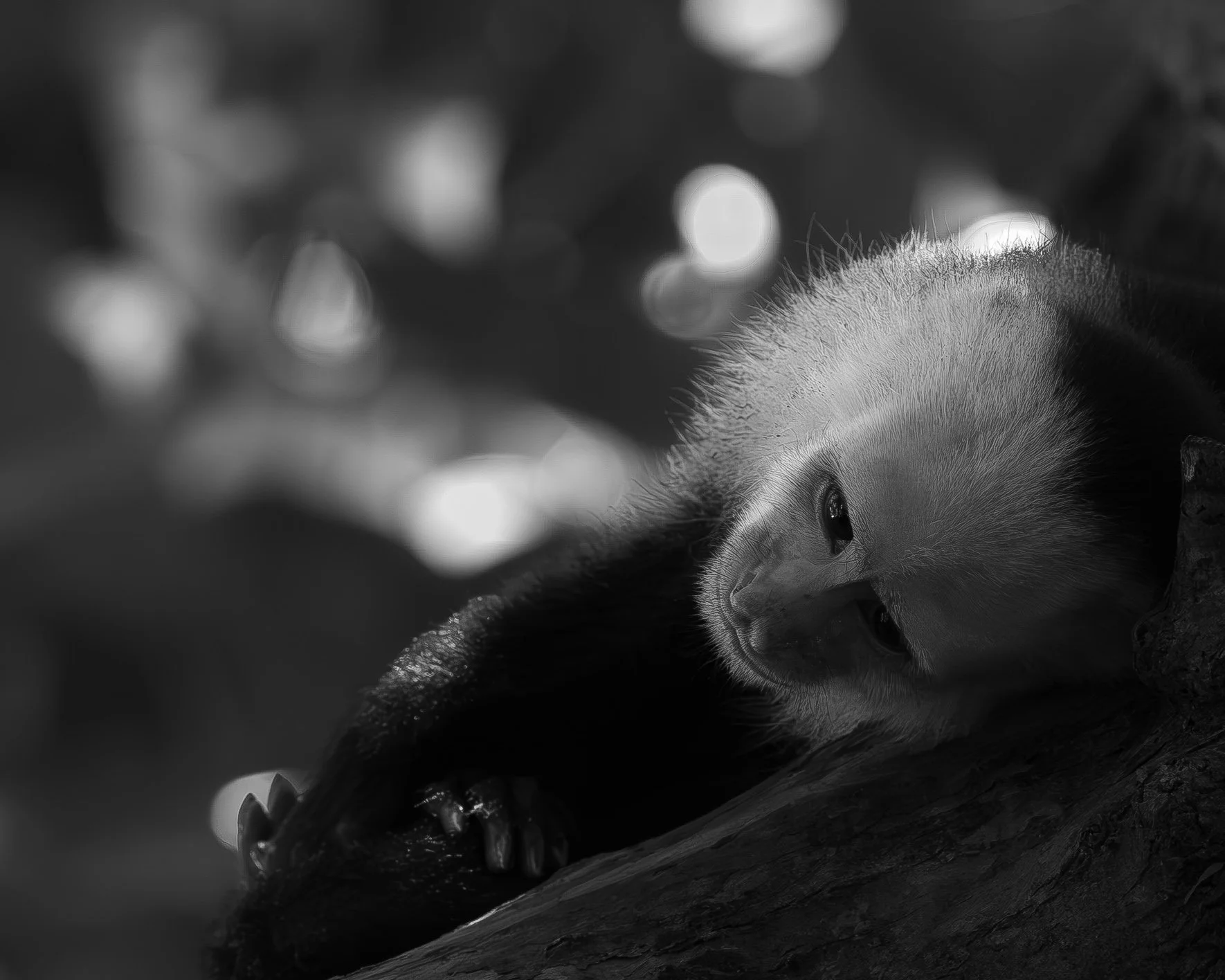 A close-up black and white photograph of a young duckling resting on a textured surface, with a blurred background of out-of-focus light spots.